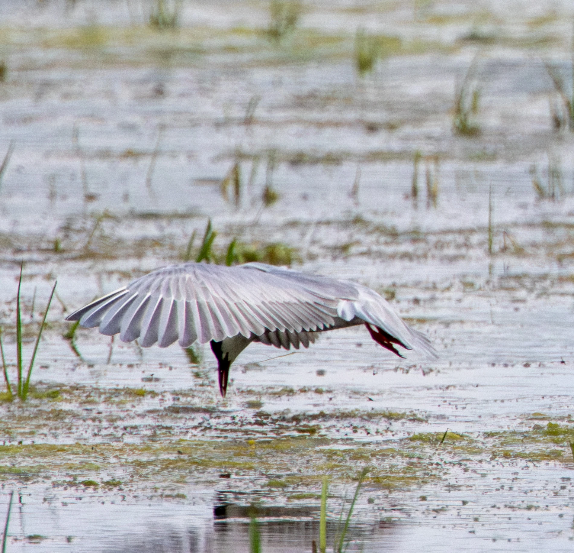 Whiskered Tern, Danube Area, Romania — photo by Adam Prugel-Bennett