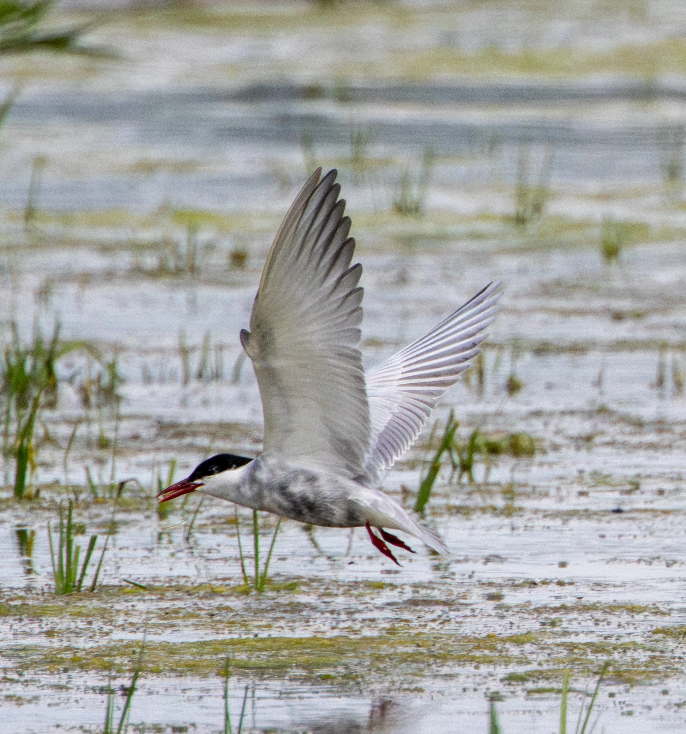 Whiskered Tern, Danube Area, Romania — photo by Adam Prugel-Bennett