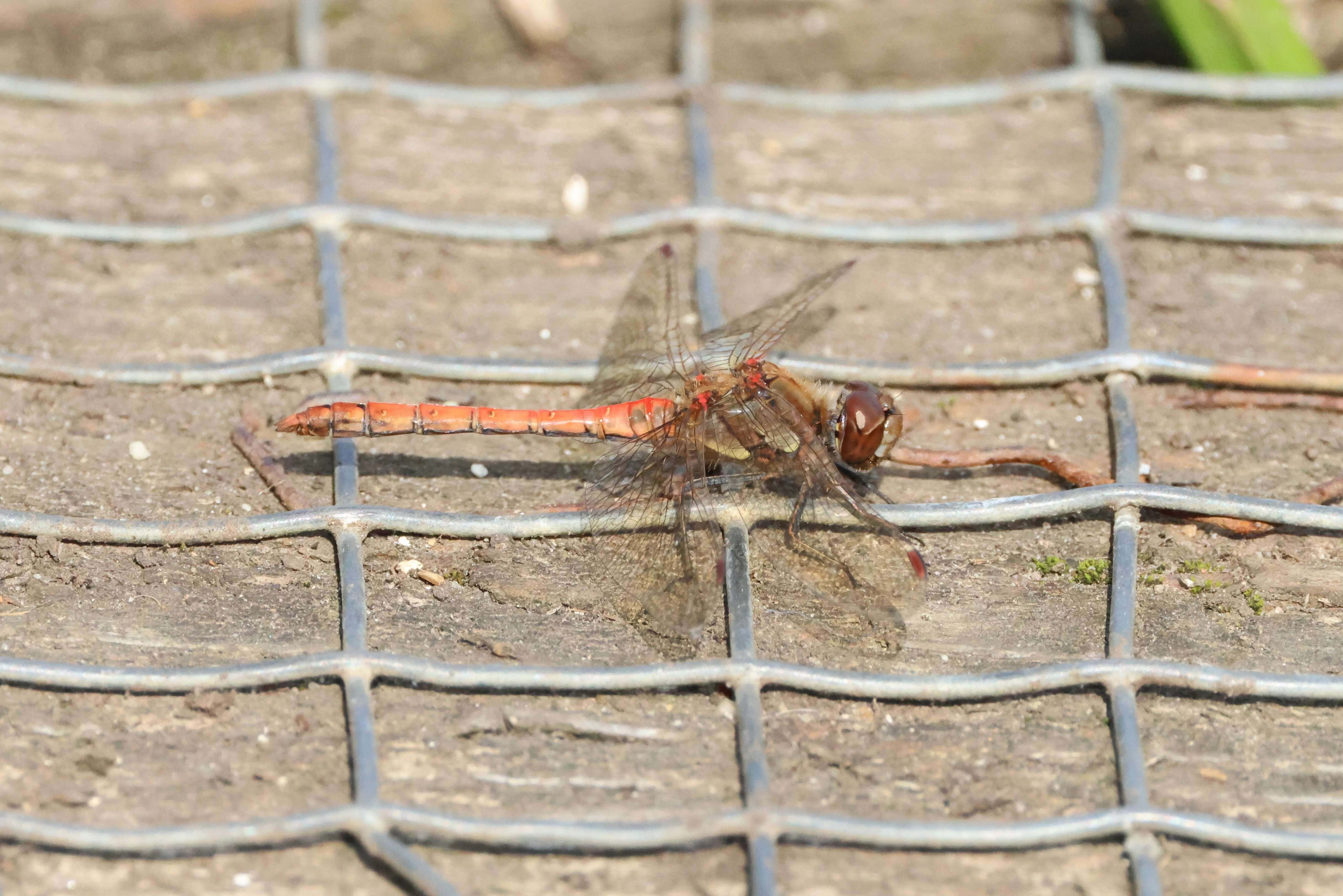Common darter - Dragonfly, Lower Test, Totton, New Forest, UK — photo by Adam Prugel-Bennett