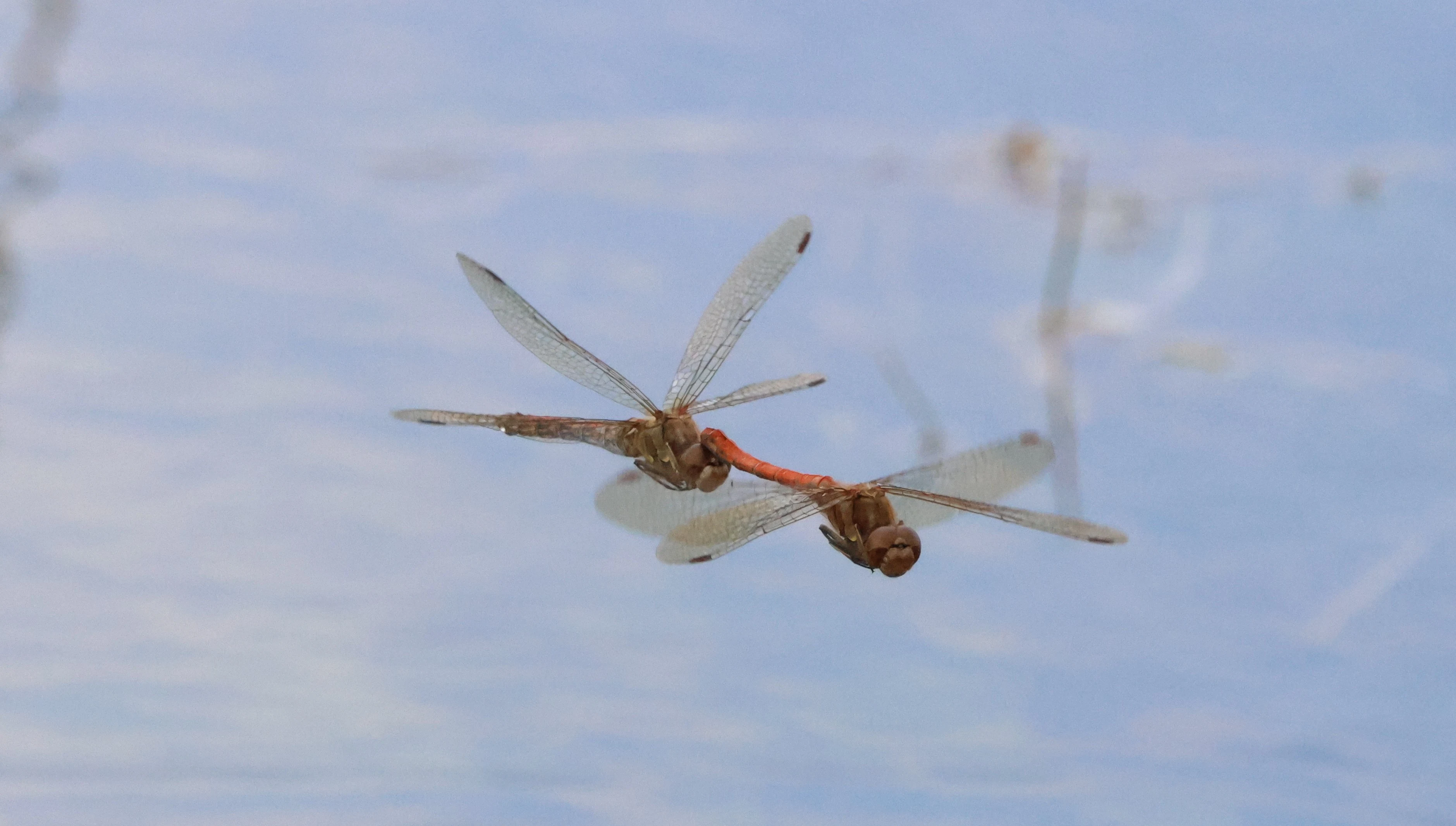 Common darter - Dragonfly, Lower Test, Totton, New Forest, UK — photo by Adam Prugel-Bennett