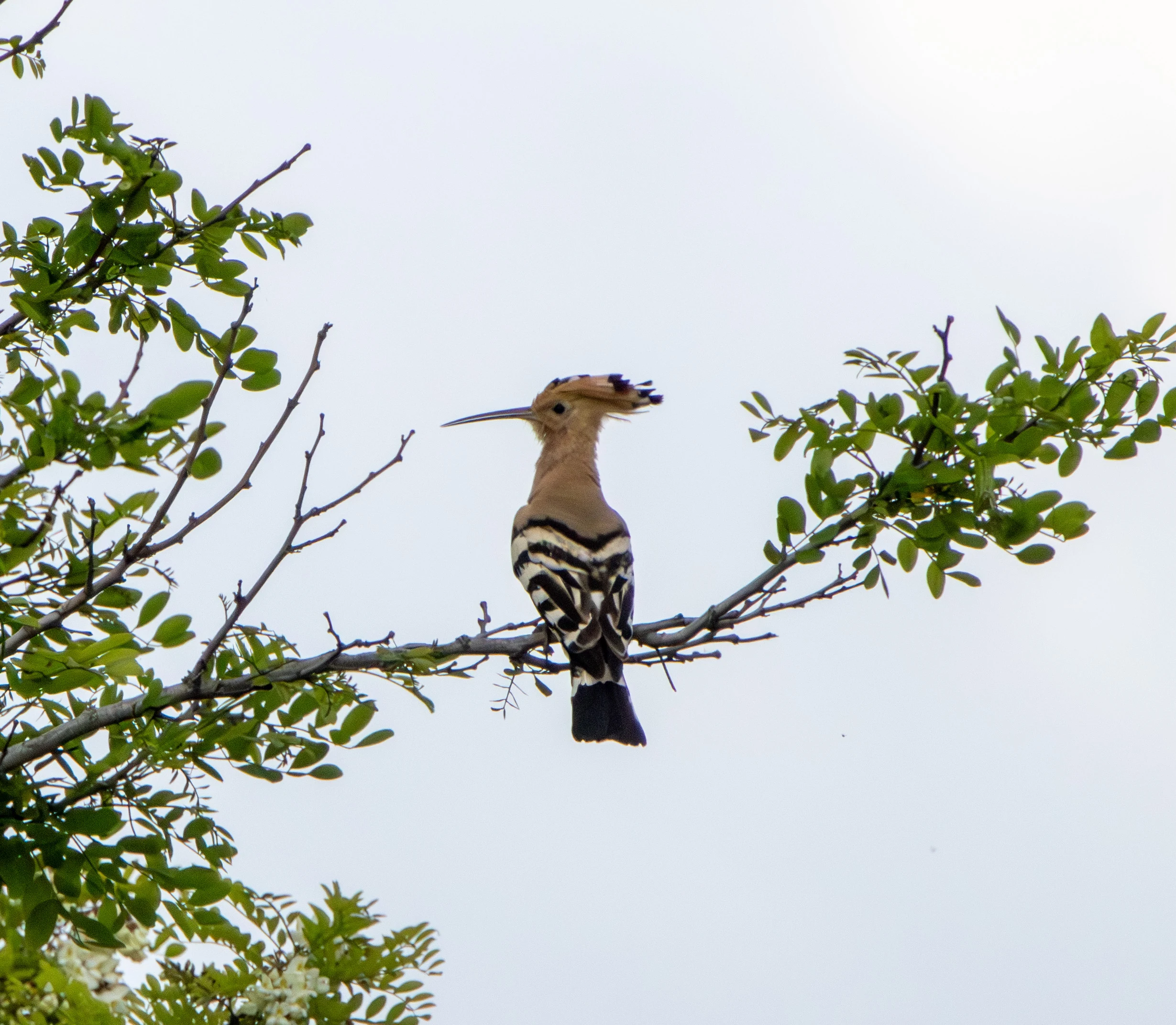 Eurasian Hoopoe, Danube Area, Romania — photo by Adam Prugel-Bennett