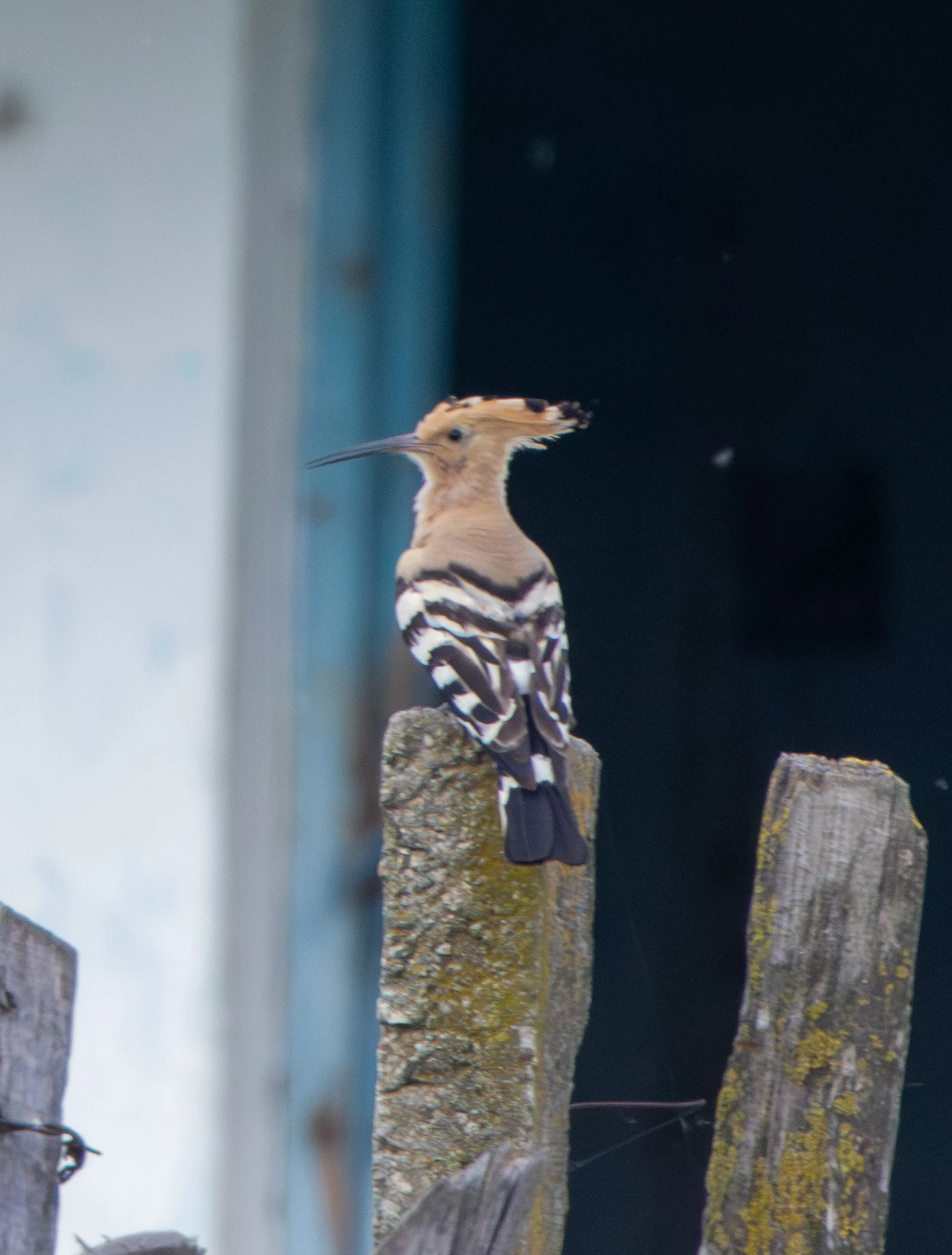 Eurasian Hoopoe, Danube Area, Romania — photo by Adam Prugel-Bennett