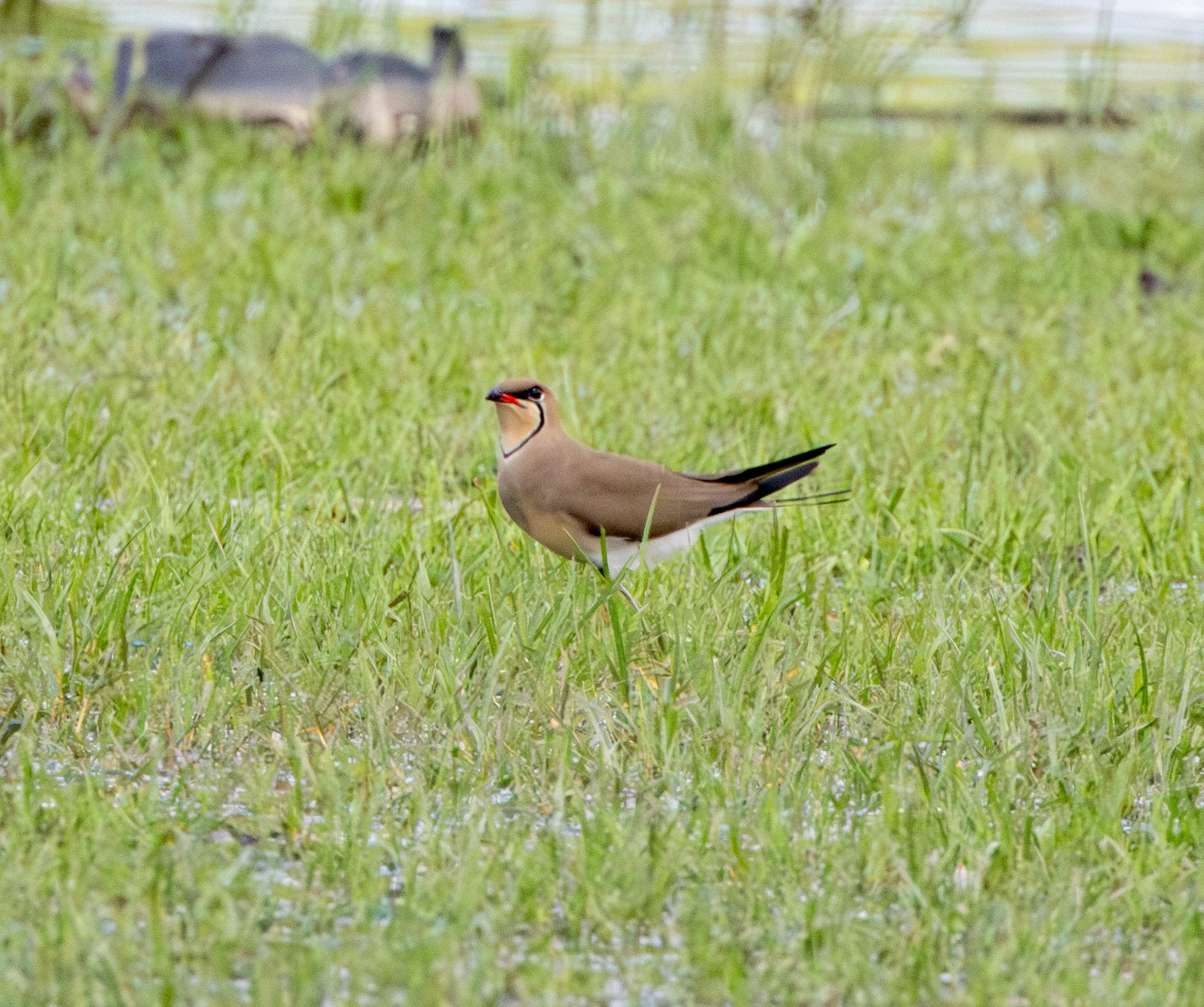Collared Pratincole, Danube Area, Romania — photo by Adam Prugel-Bennett