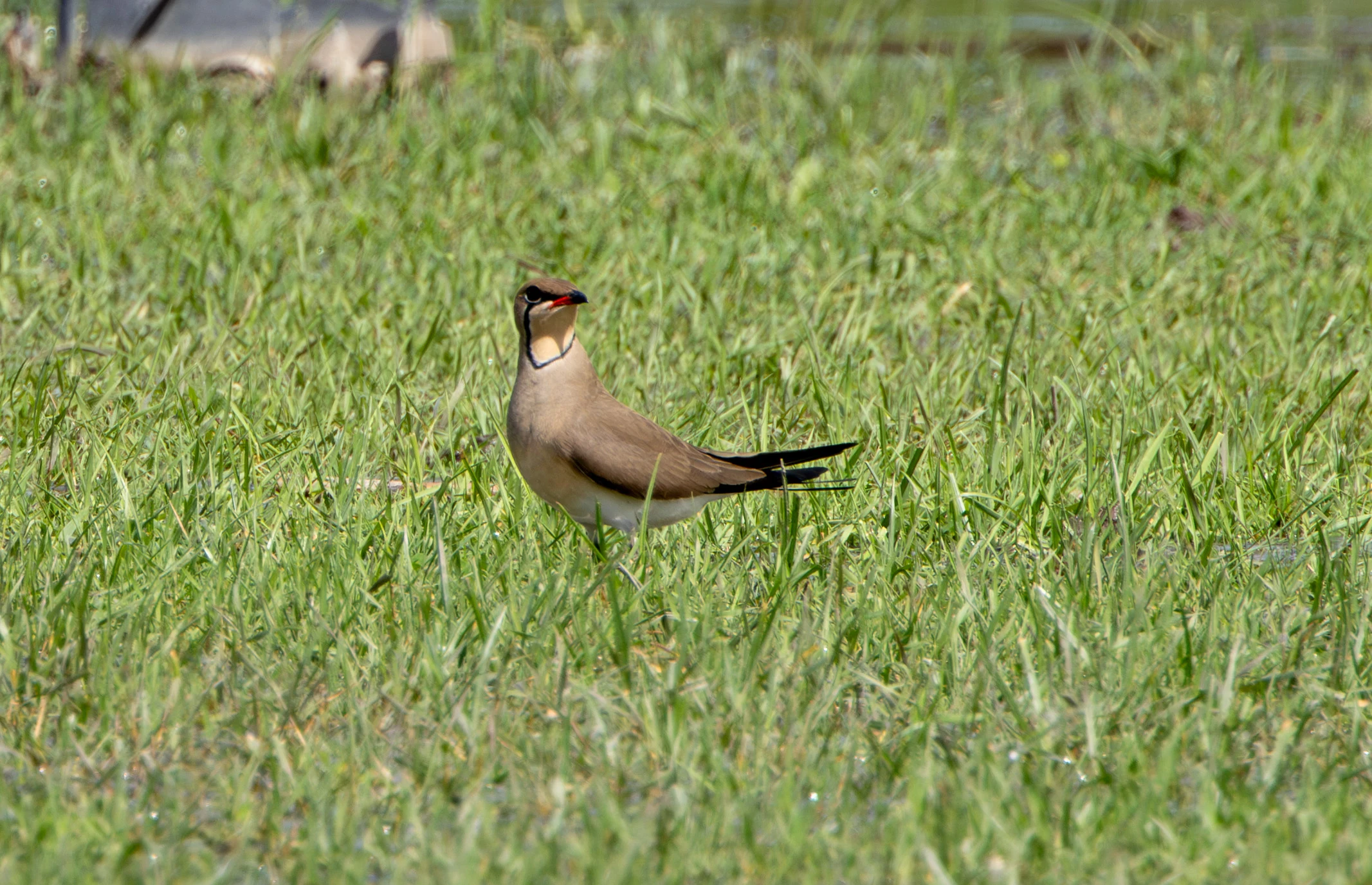Collared Pratincole, Danube Area, Romania — photo by Adam Prugel-Bennett