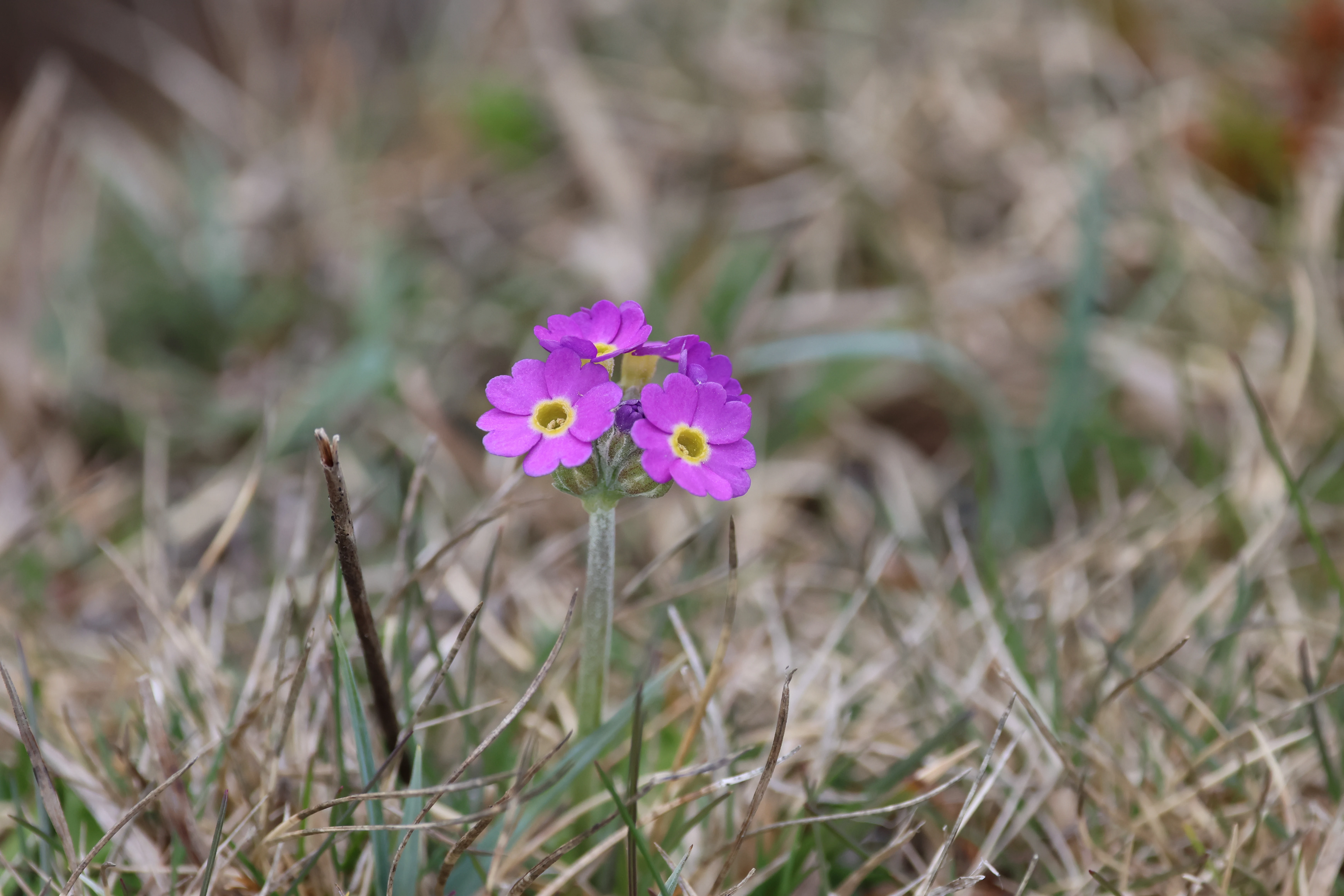 Scottish primrose, Mainland Orkney, Orkney, UK — photo by Adam Prugel-Bennett