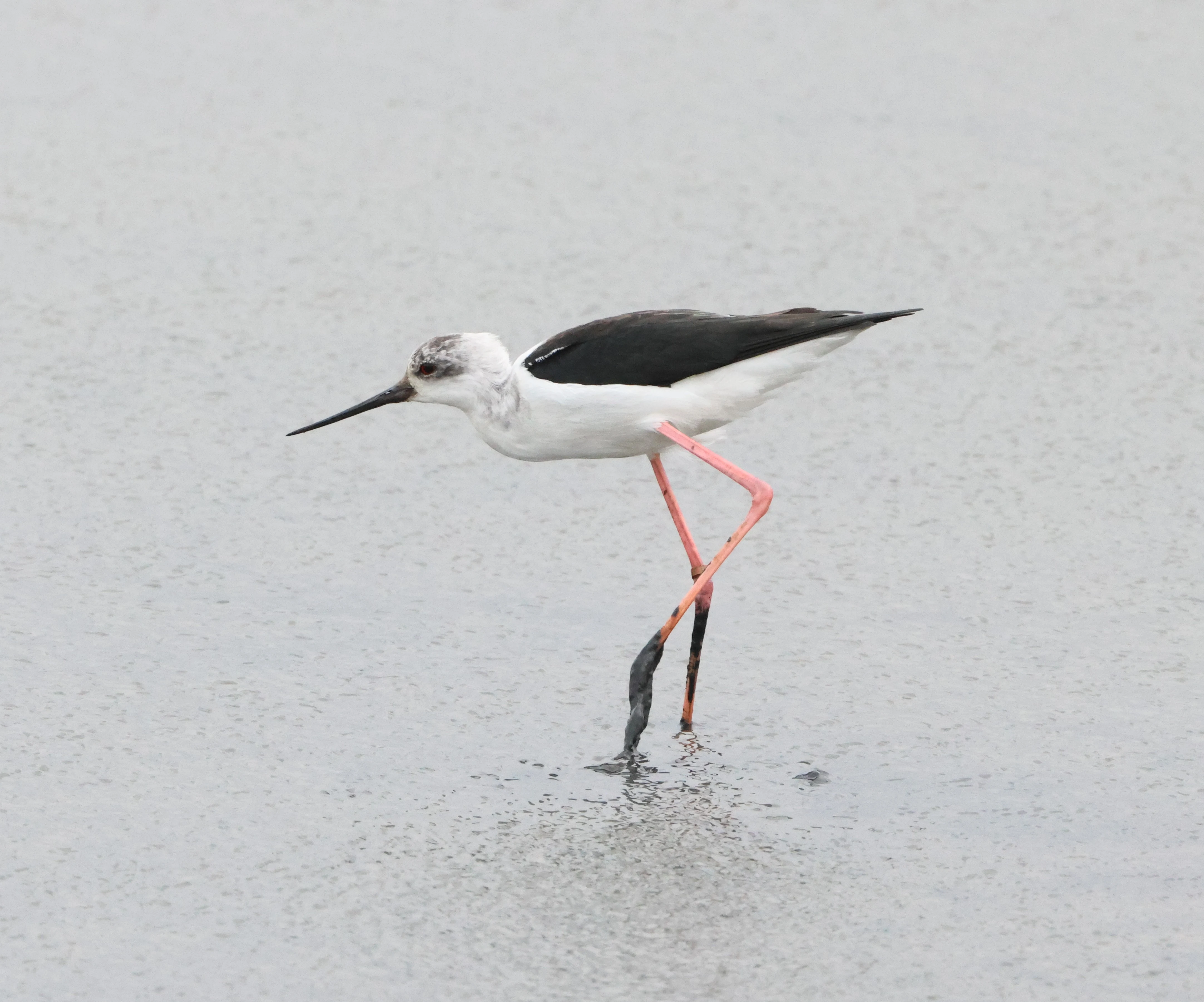 Black-winged stilt
Bird, North Norfolk, Norfolk, UK — photo by Adam Prugel-Bennett