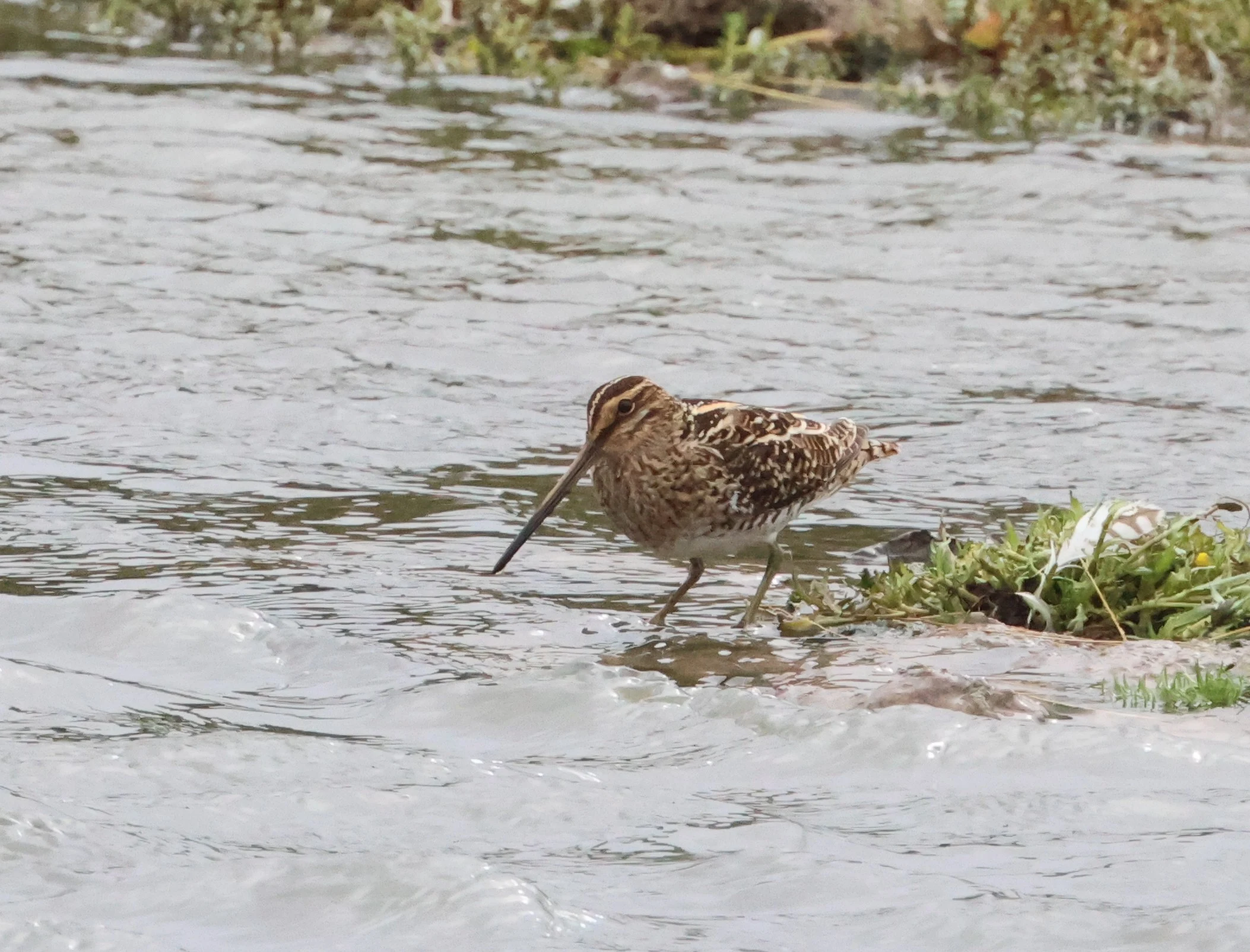 Common snipe, North Norfolk, Norfolk, UK — photo by Adam Prugel-Bennett