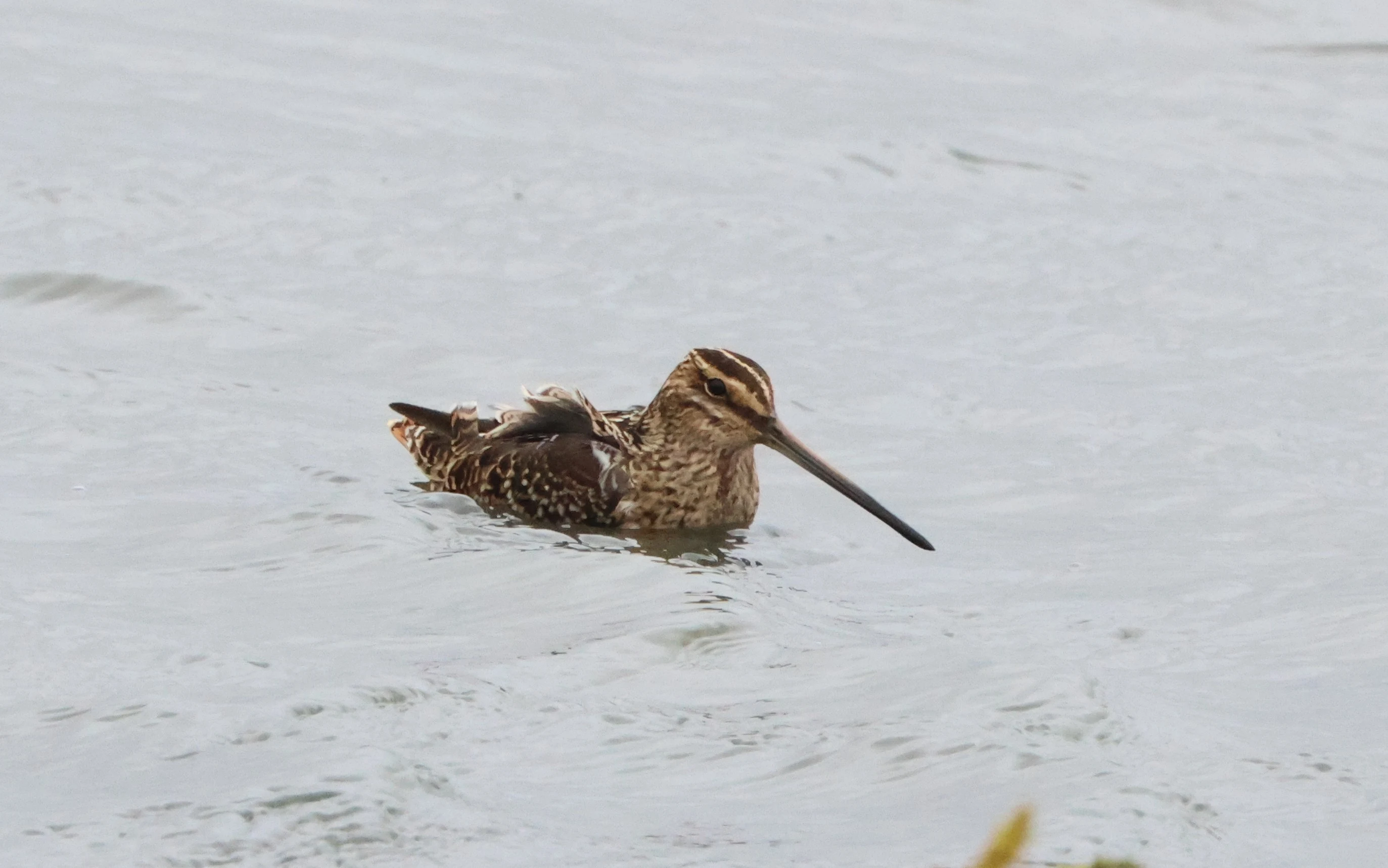 Common snipe, North Norfolk, Norfolk, UK — photo by Adam Prugel-Bennett