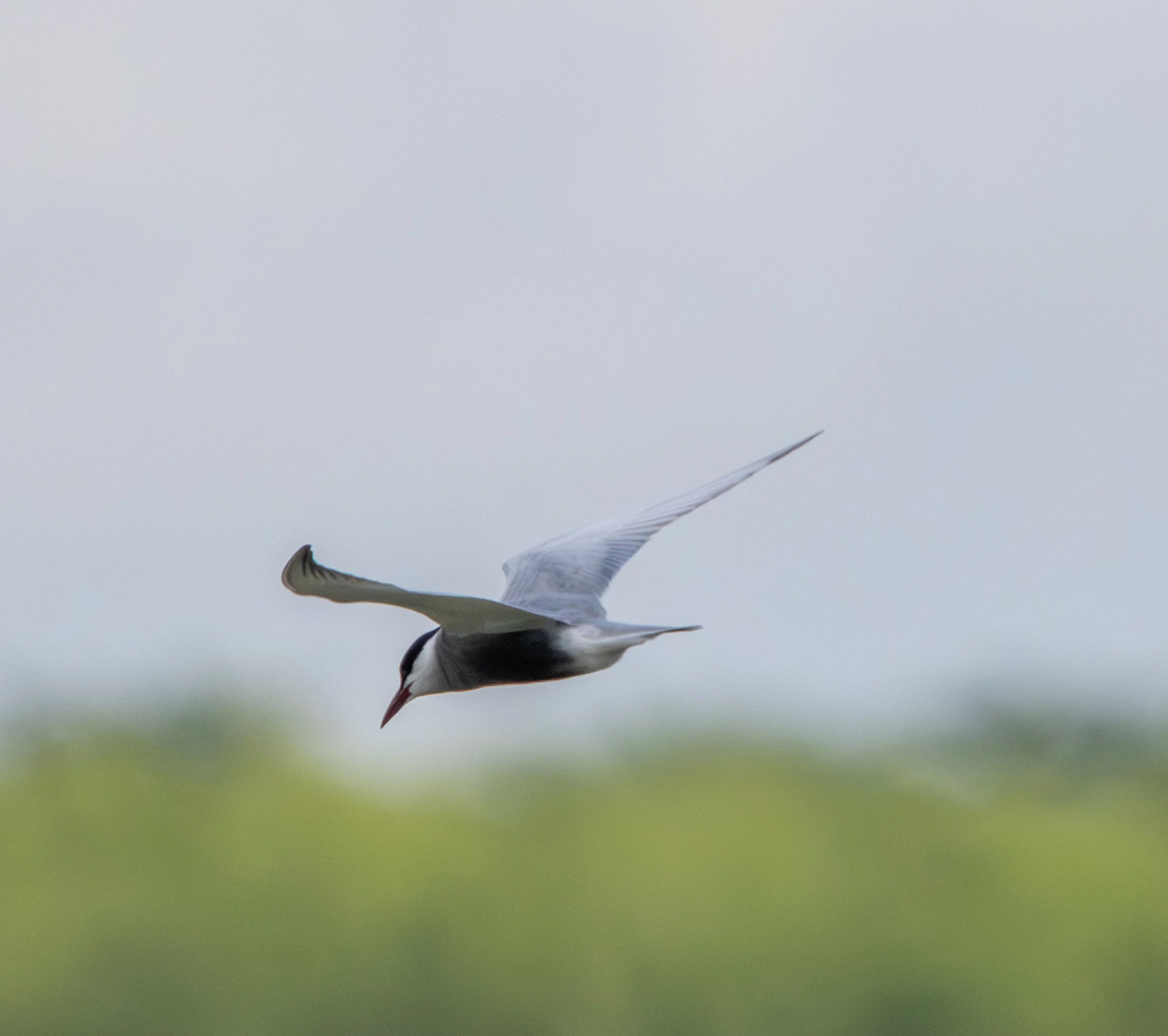 Whiskered Tern, Danube Area, Romania — photo by Adam Prugel-Bennett