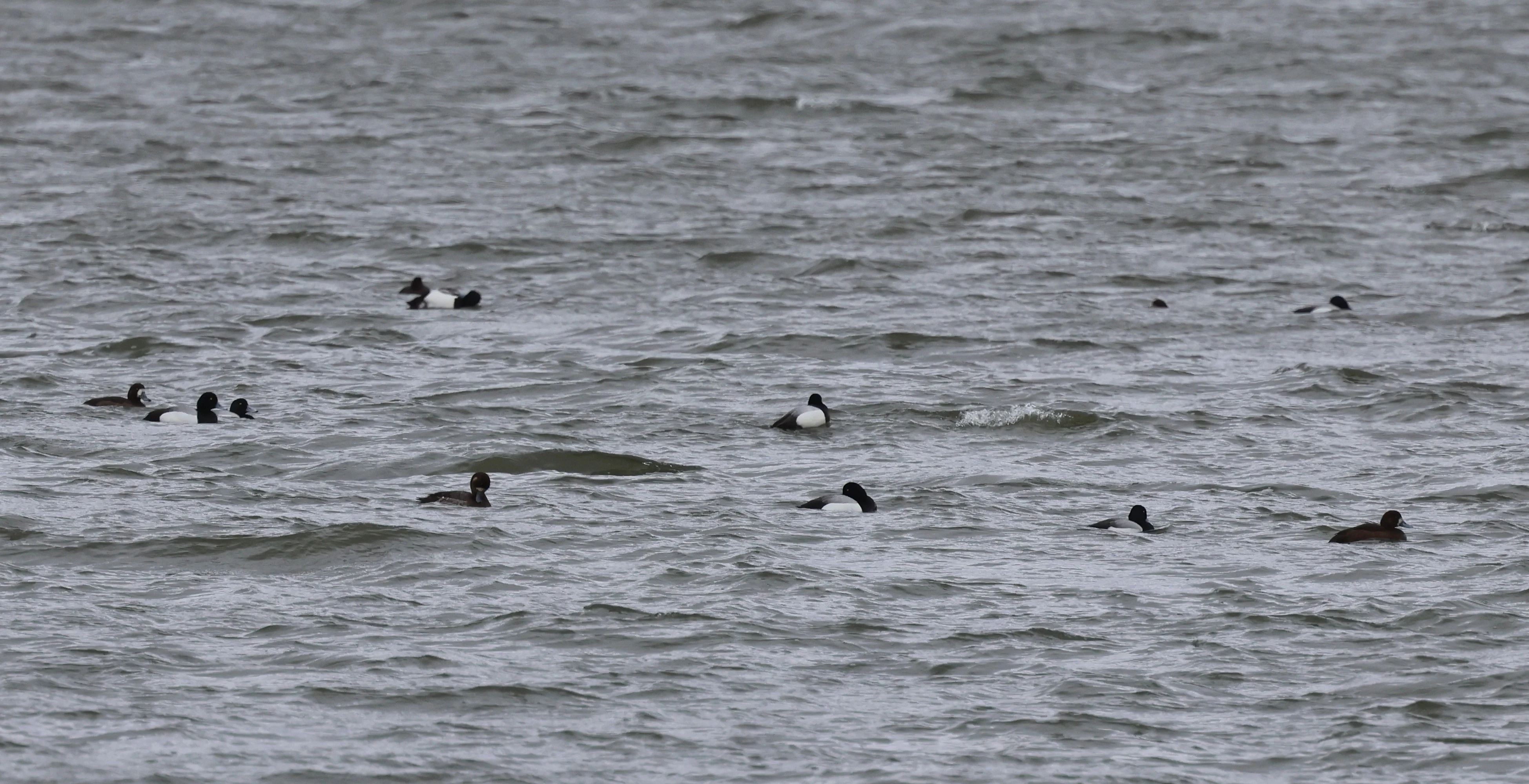 Greater scaup, Mainland Orkney, Orkney, UK — photo by Adam Prugel-Bennett