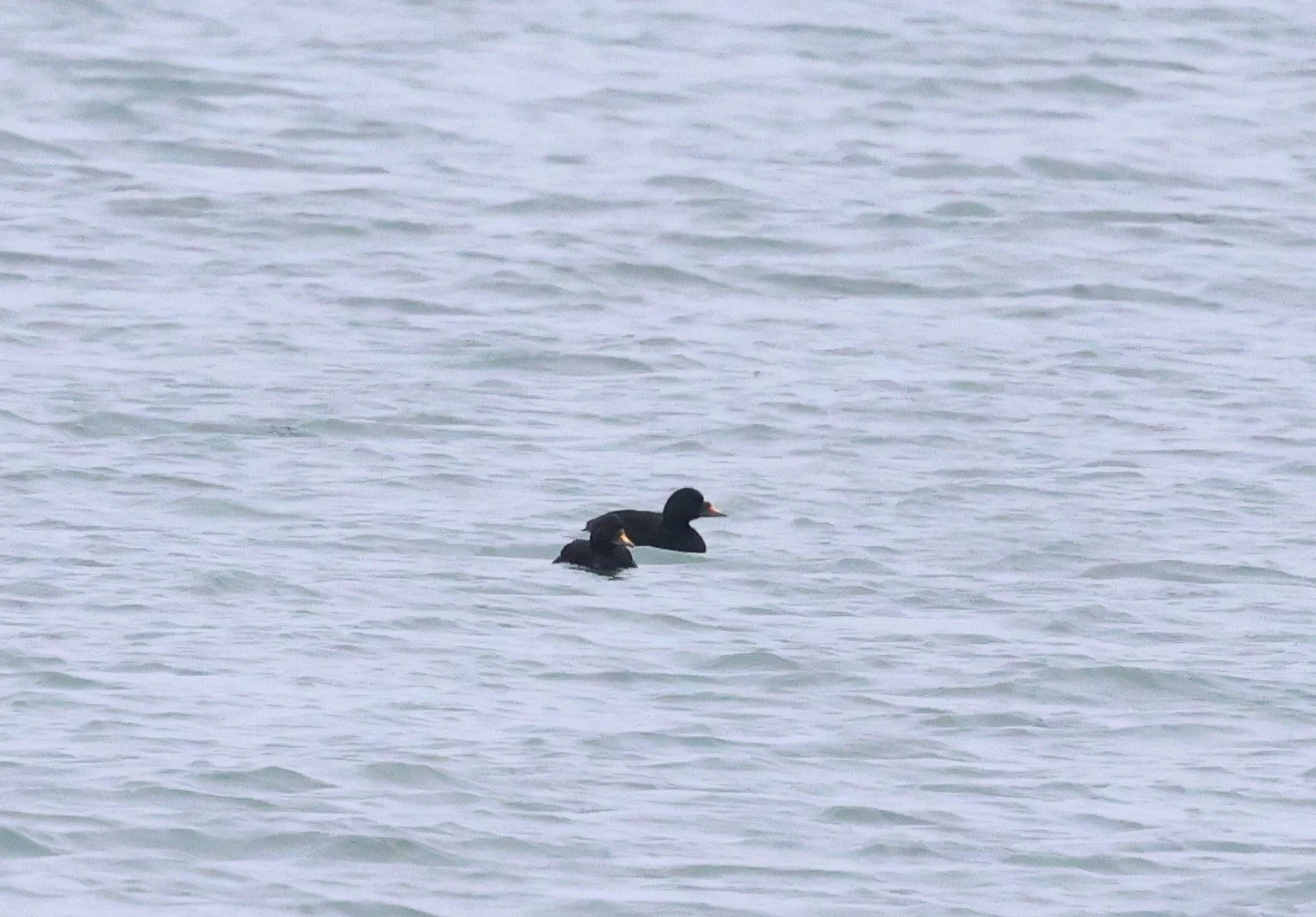 Common Scoter, Mainland Orkney, Orkney, UK — photo by Adam Prugel-Bennett
