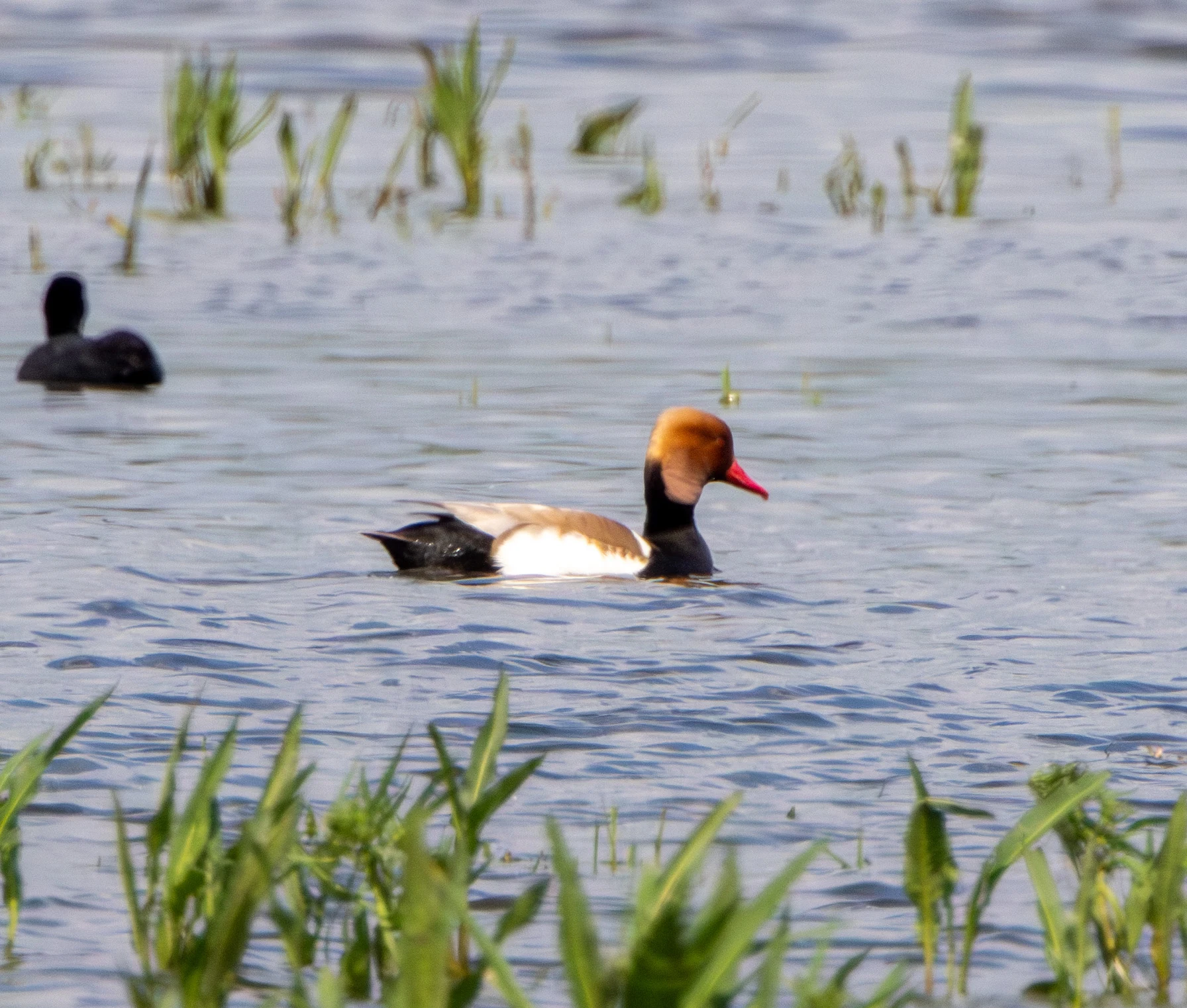 Red-crested Pochard, Danube Area, Romania — photo by Adam Prugel-Bennett