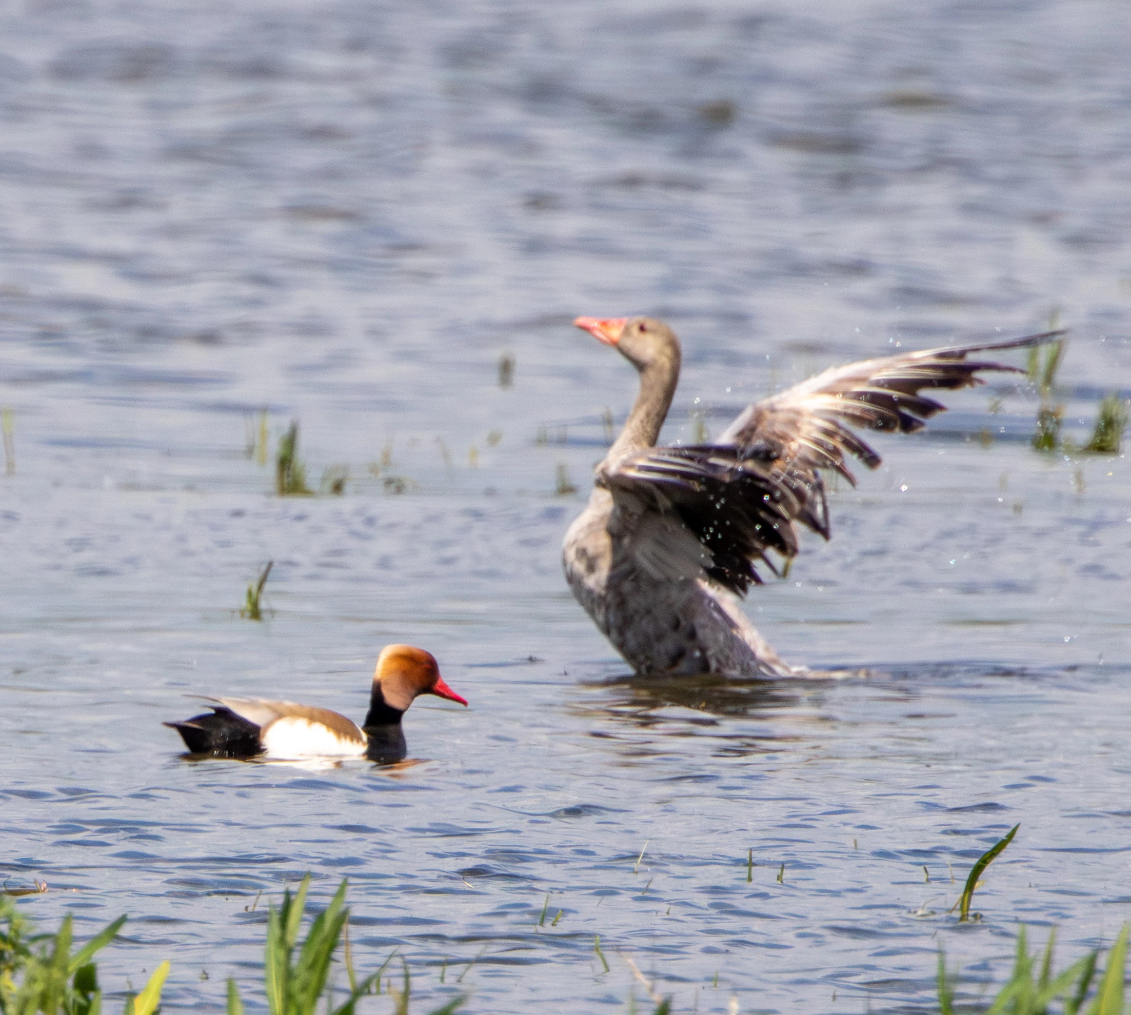 Ruddy Shelduck and Greylag Goose, Danube Area, Romania — photo by Adam Prugel-Bennett