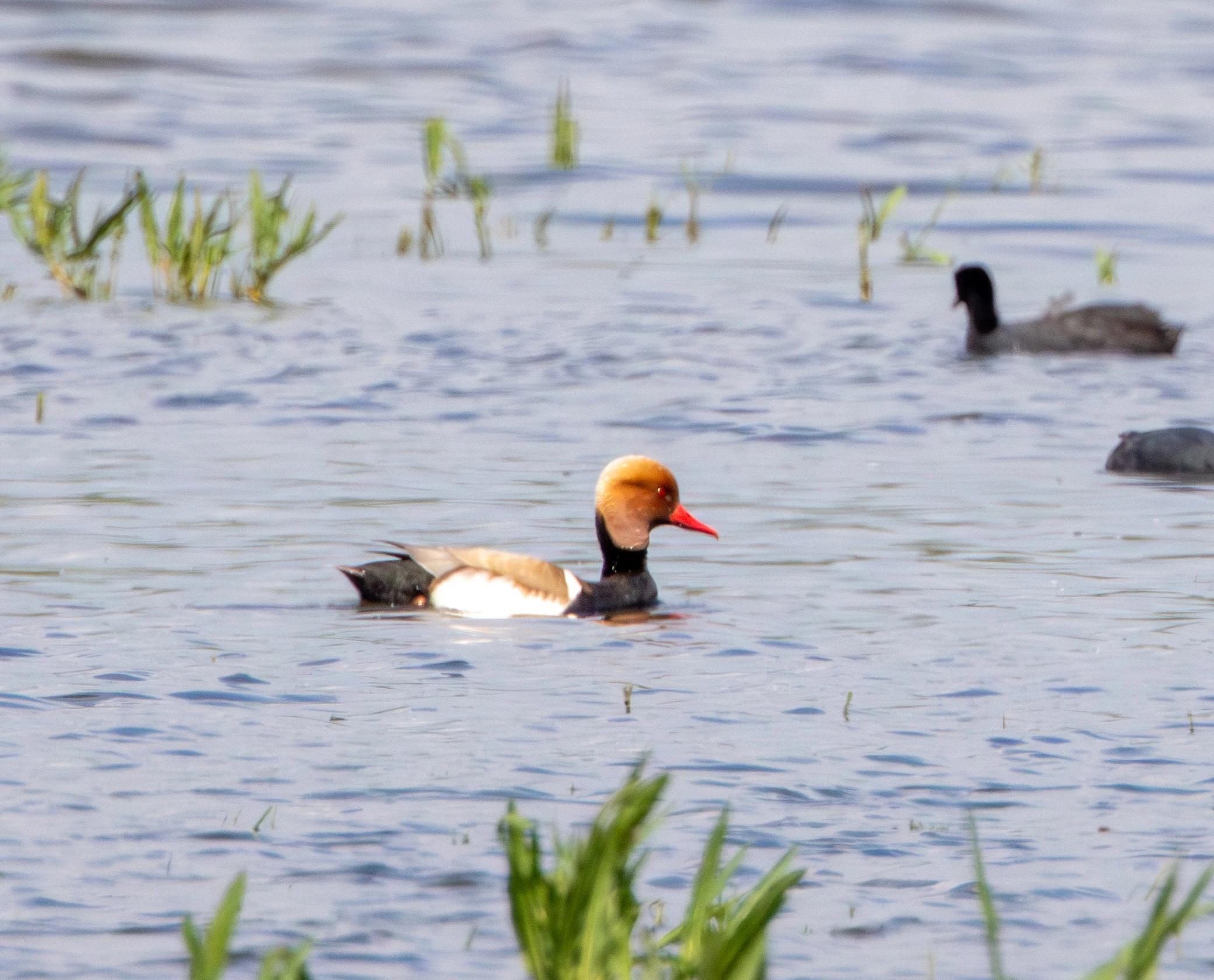 Red-crested Pochard, Danube Area, Romania — photo by Adam Prugel-Bennett