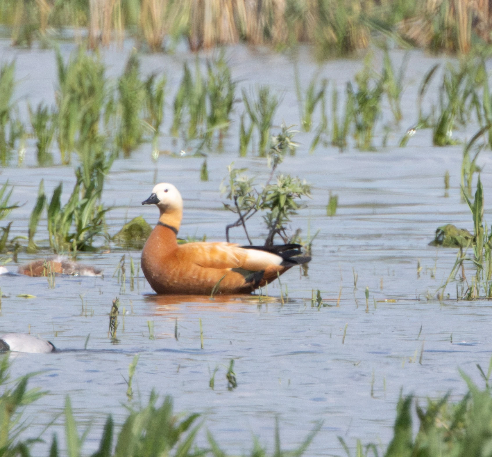 Ruddy Shelduck, Danube Area, Romania — photo by Adam Prugel-Bennett