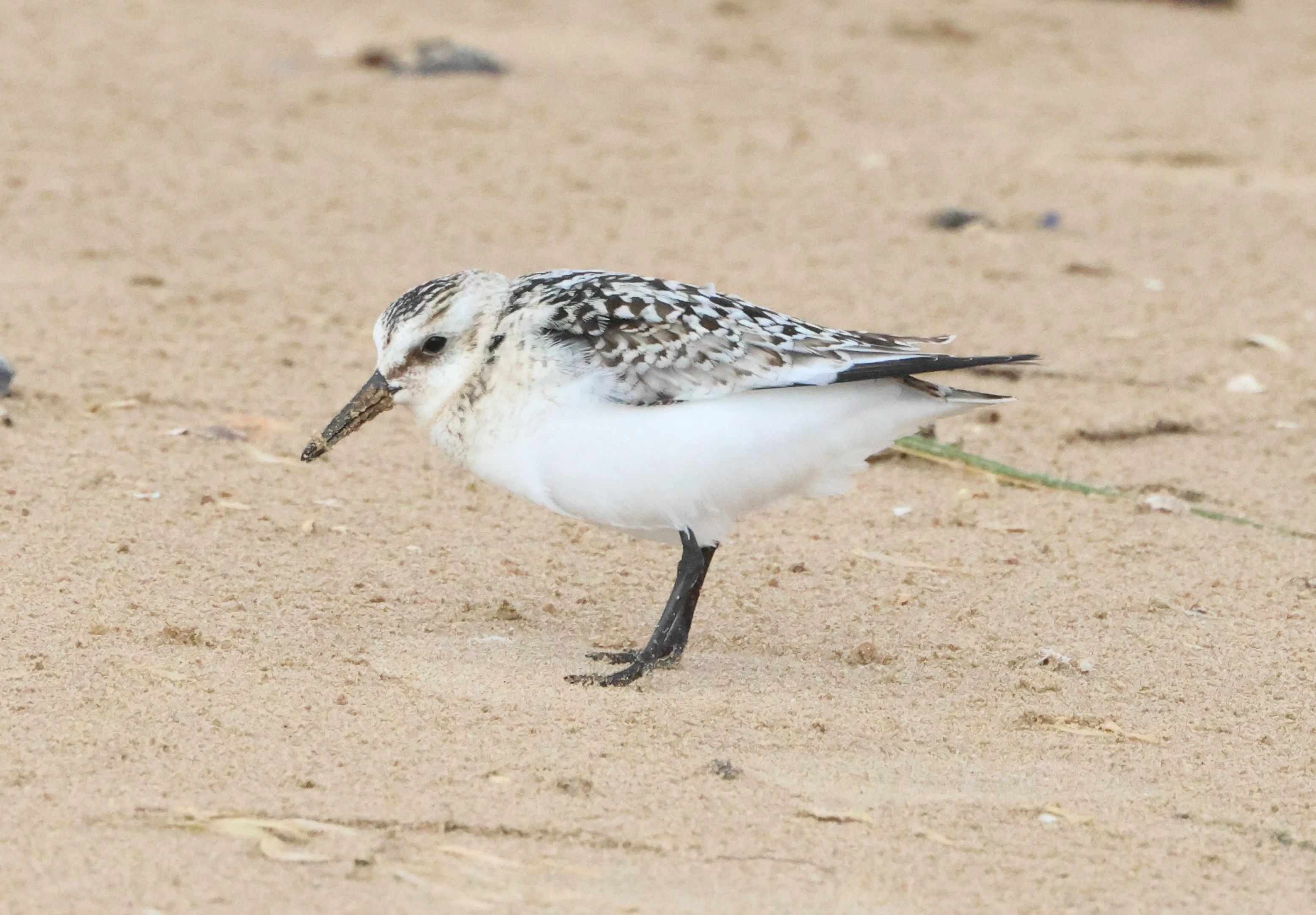 Sanderling, North Norfolk, Norfolk, UK — photo by Adam Prugel-Bennett
