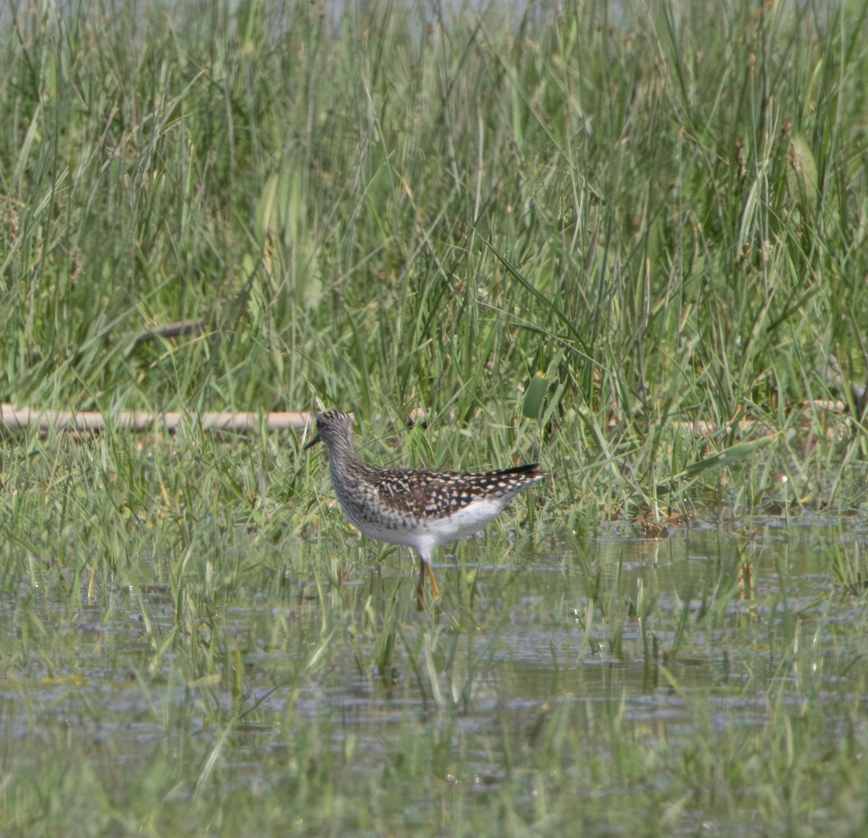 Wood Sandpiper, Danube Area, Romania — photo by Adam Prugel-Bennett