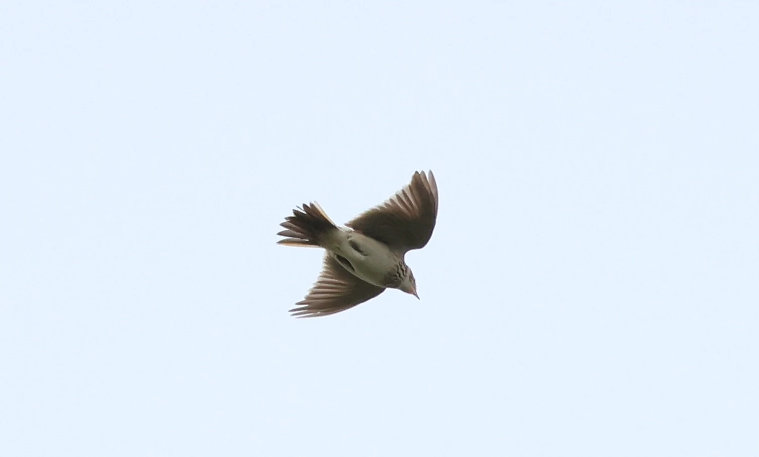 Skylark, Mainland Orkney, Orkney, UK — photo by Adam Prugel-Bennett