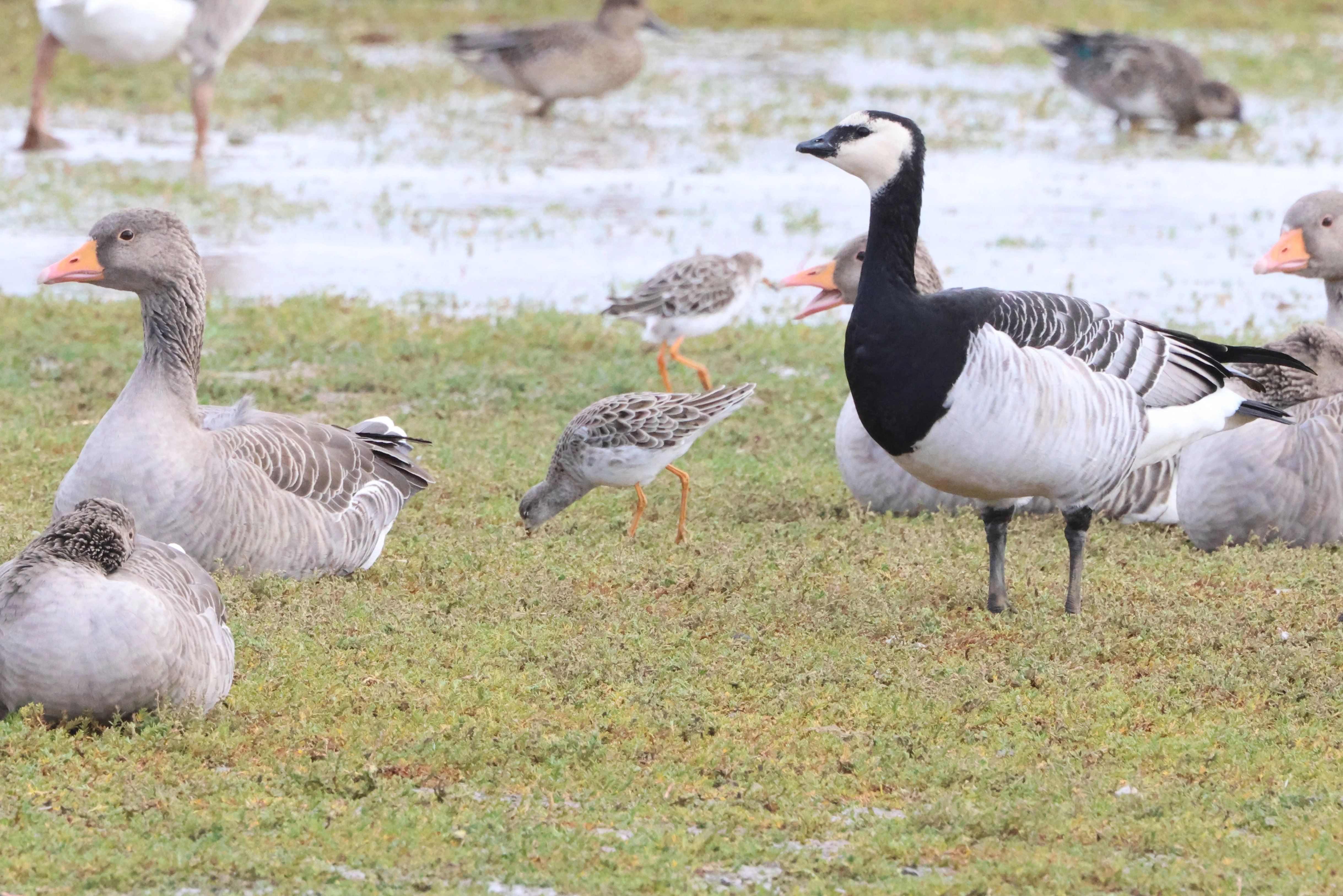 Graylag goose, Ruff and Barnacle goose, North Norfolk, Norfolk, UK — photo by Adam Prugel-Bennett