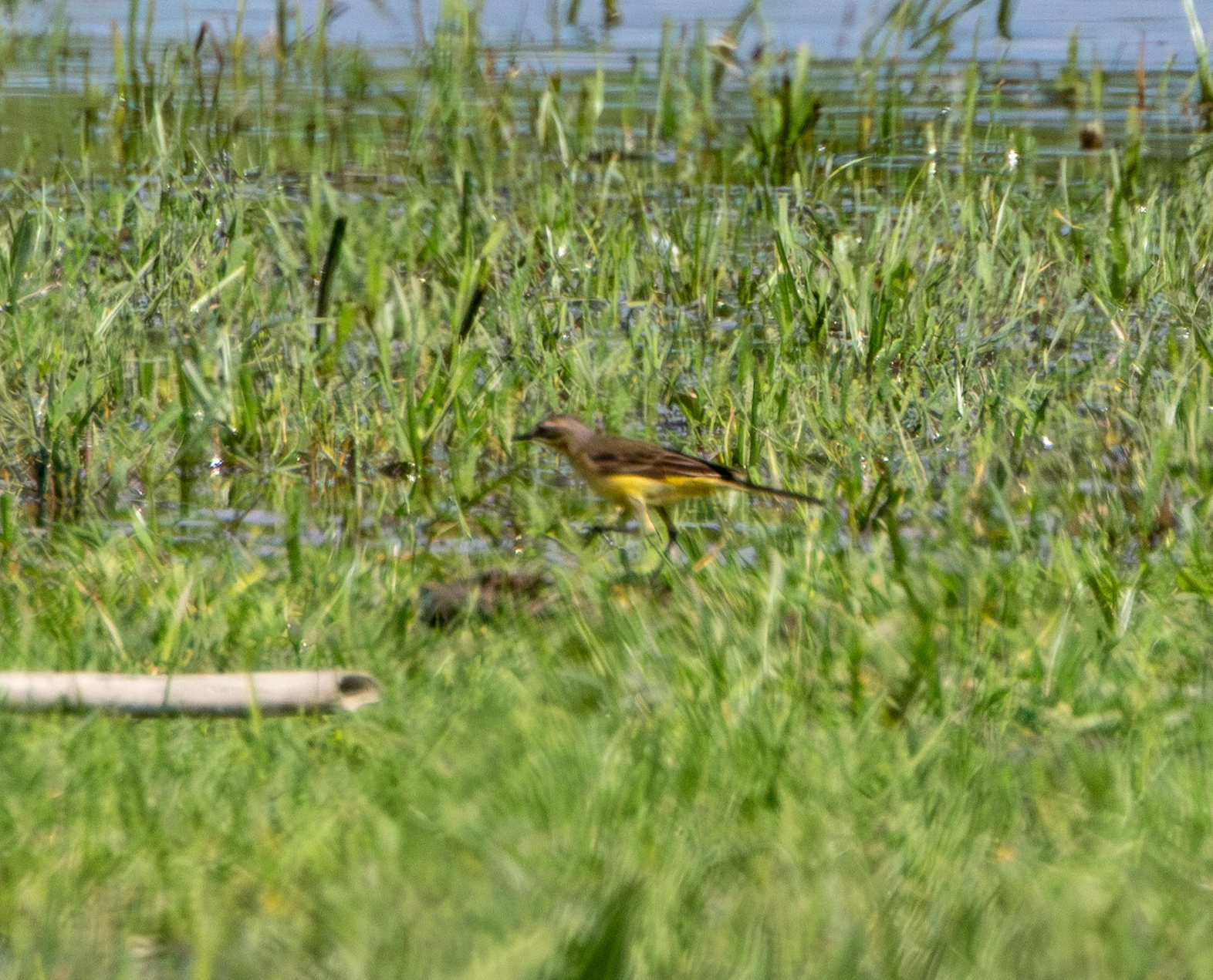 Western Yellow Wagtail, Danube Area, Romania — photo by Adam Prugel-Bennett