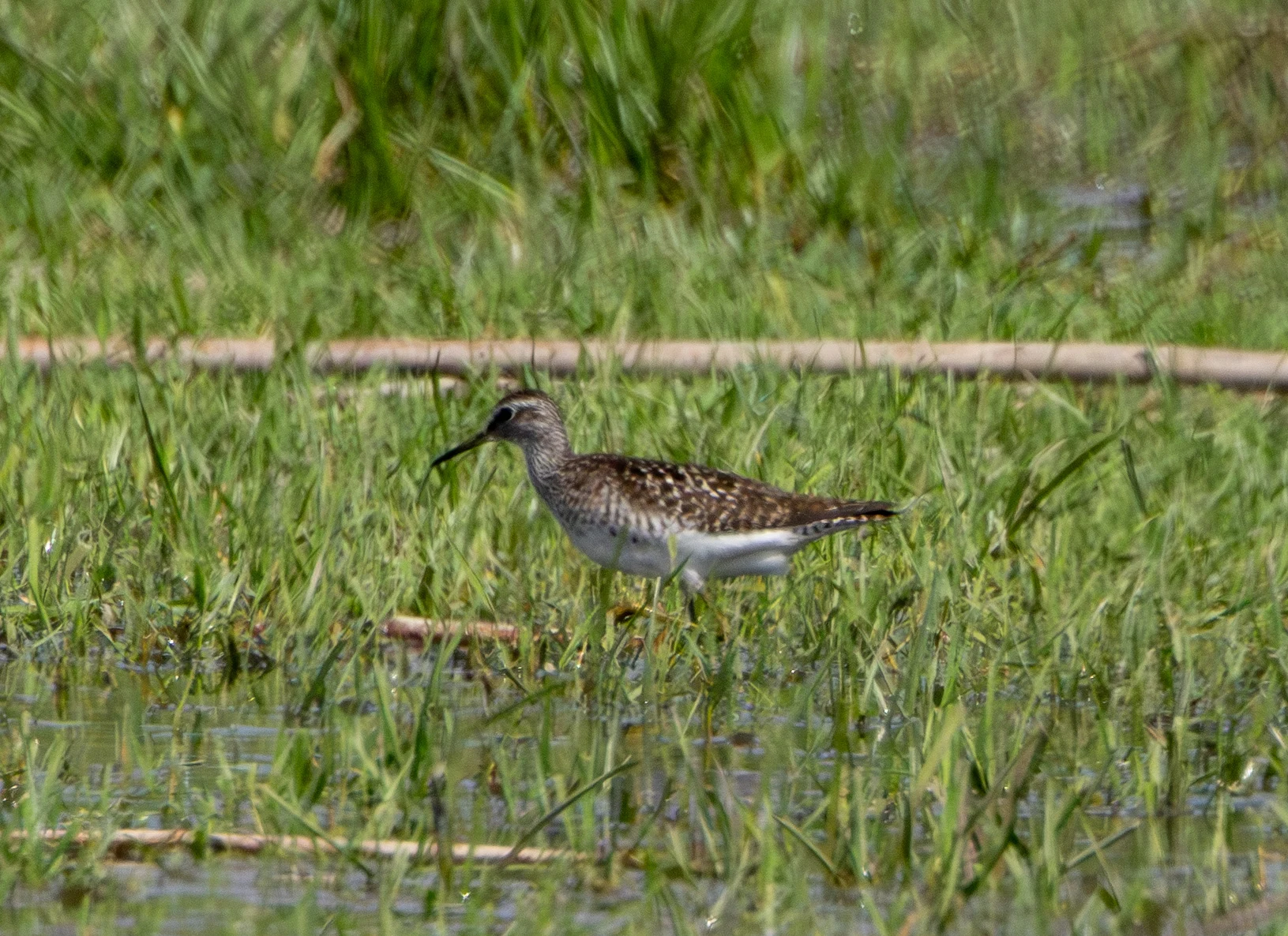 Wood Sandpiper, Danube Area, Romania — photo by Adam Prugel-Bennett