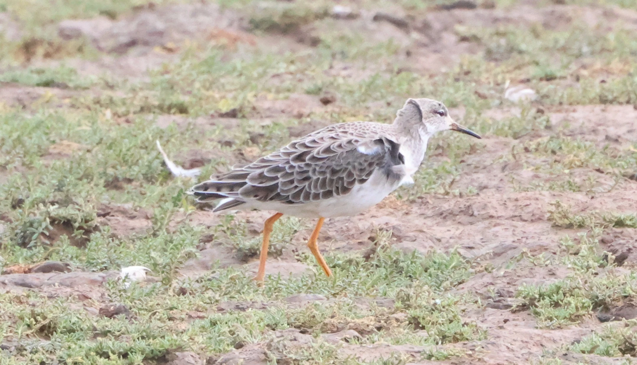 Ruff, North Norfolk, Norfolk, UK — photo by Adam Prugel-Bennett