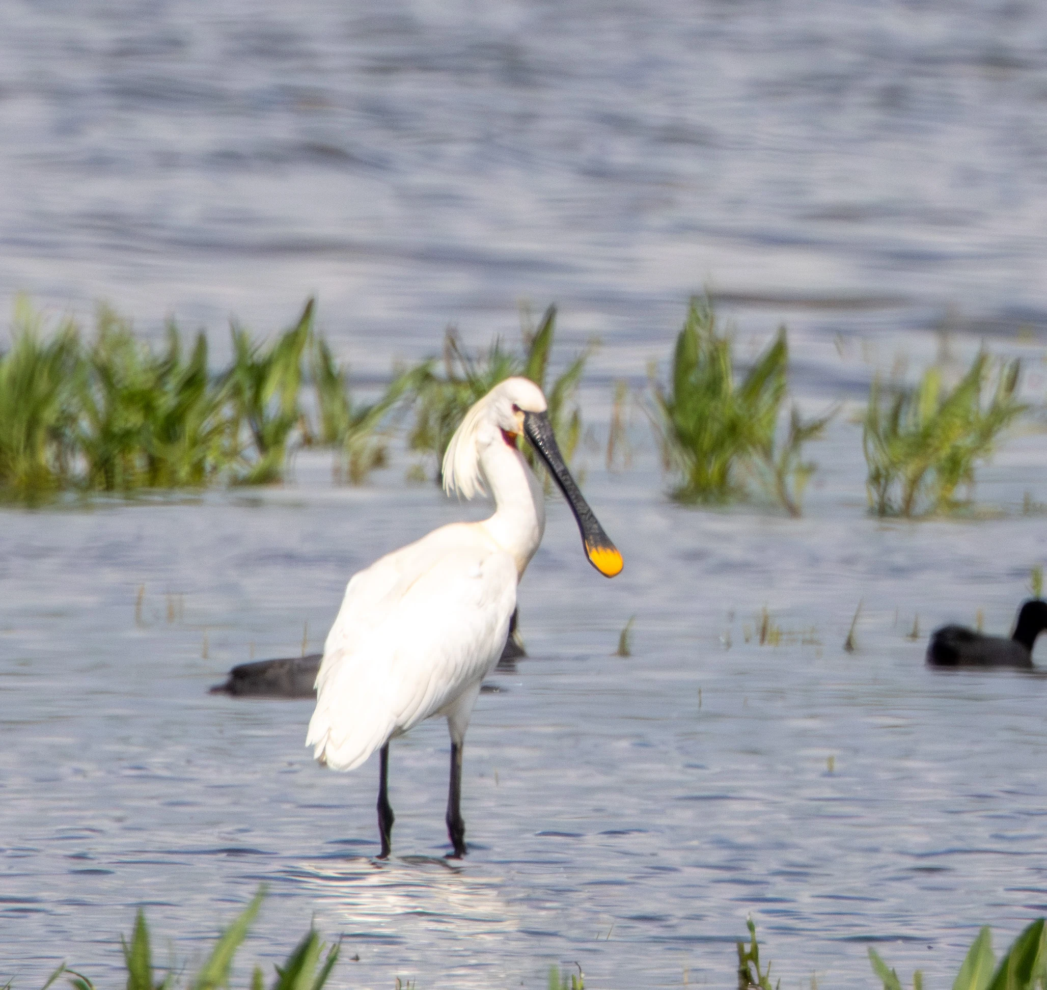 Eurasian Spoonbill, Danube Area, Romania — photo by Adam Prugel-Bennett