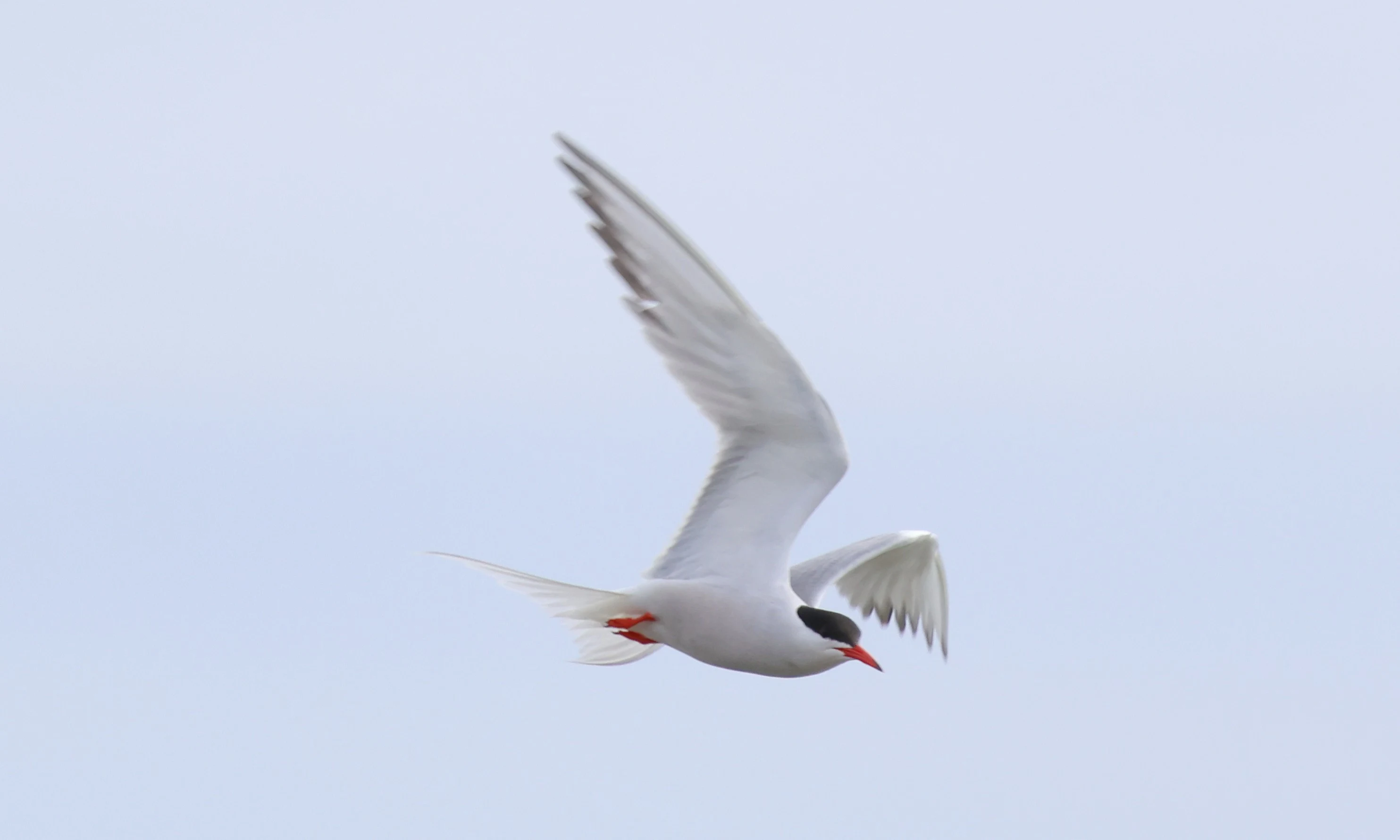 Arctic Terns, Mainland Orkney, Orkney, UK — photo by Adam Prugel-Bennett