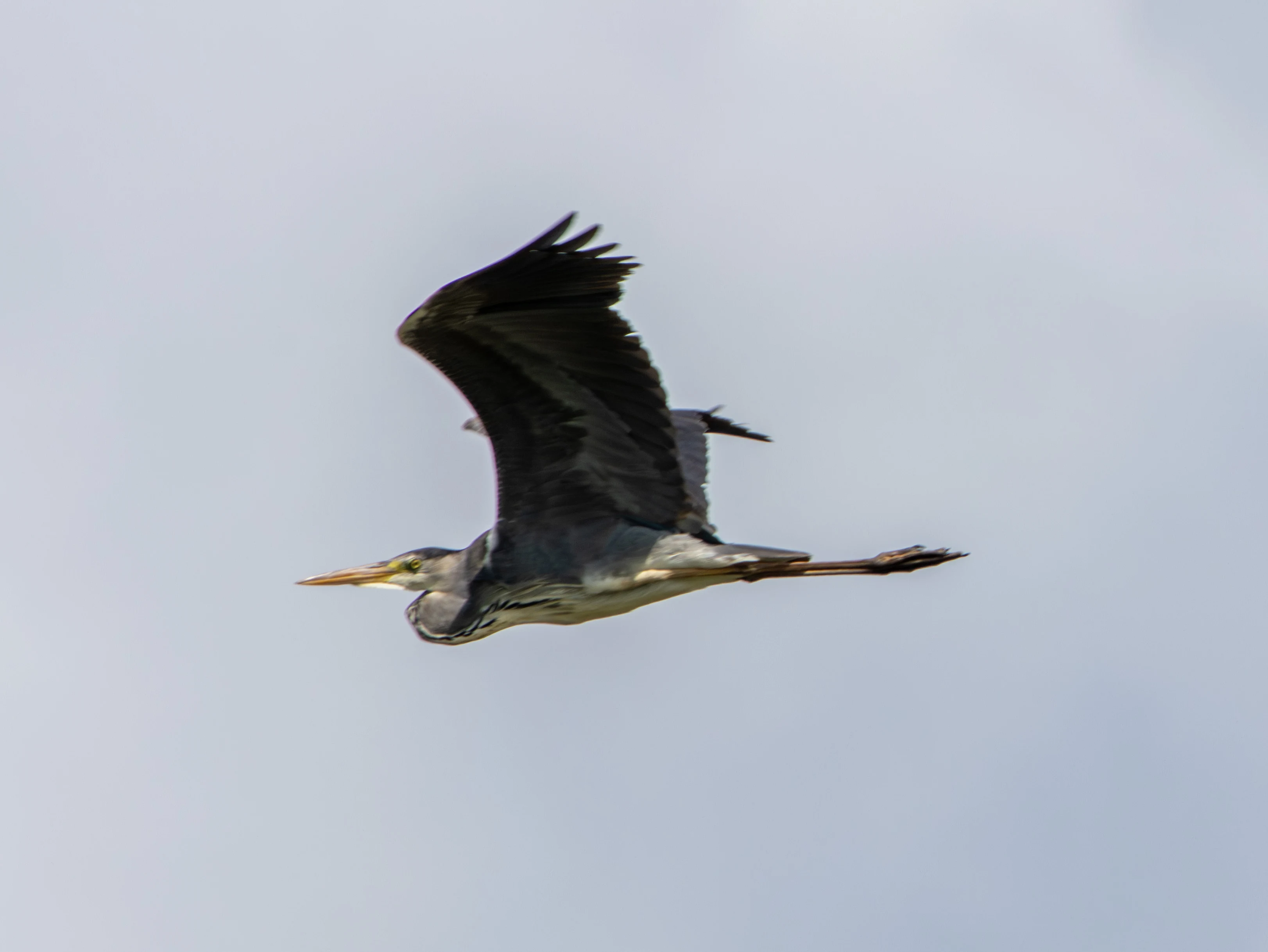 Grey Heron in flight, Danube Area, Romania — photo by Adam Prugel-Bennett