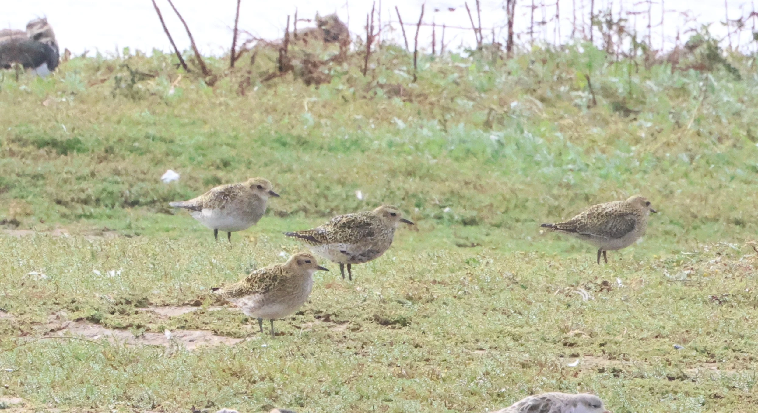 Golden Plover, North Norfolk, Norfolk, UK — photo by Adam Prugel-Bennett