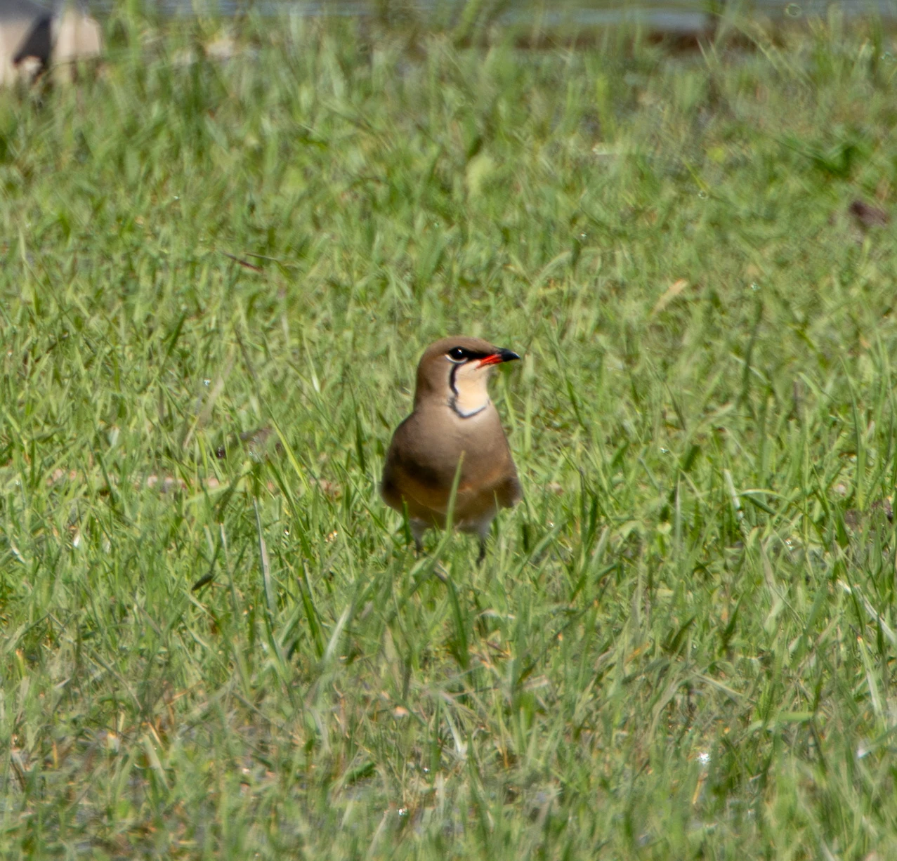 Collared Pratincole, Danube Area, Romania — photo by Adam Prugel-Bennett
