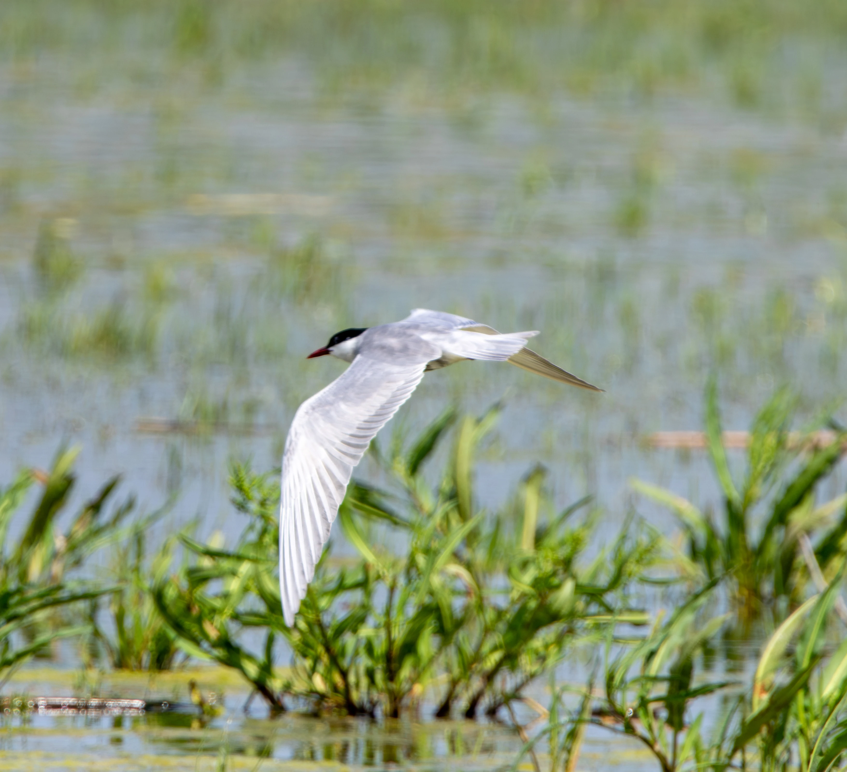 Whiskered Tern, Danube Area, Romania — photo by Adam Prugel-Bennett