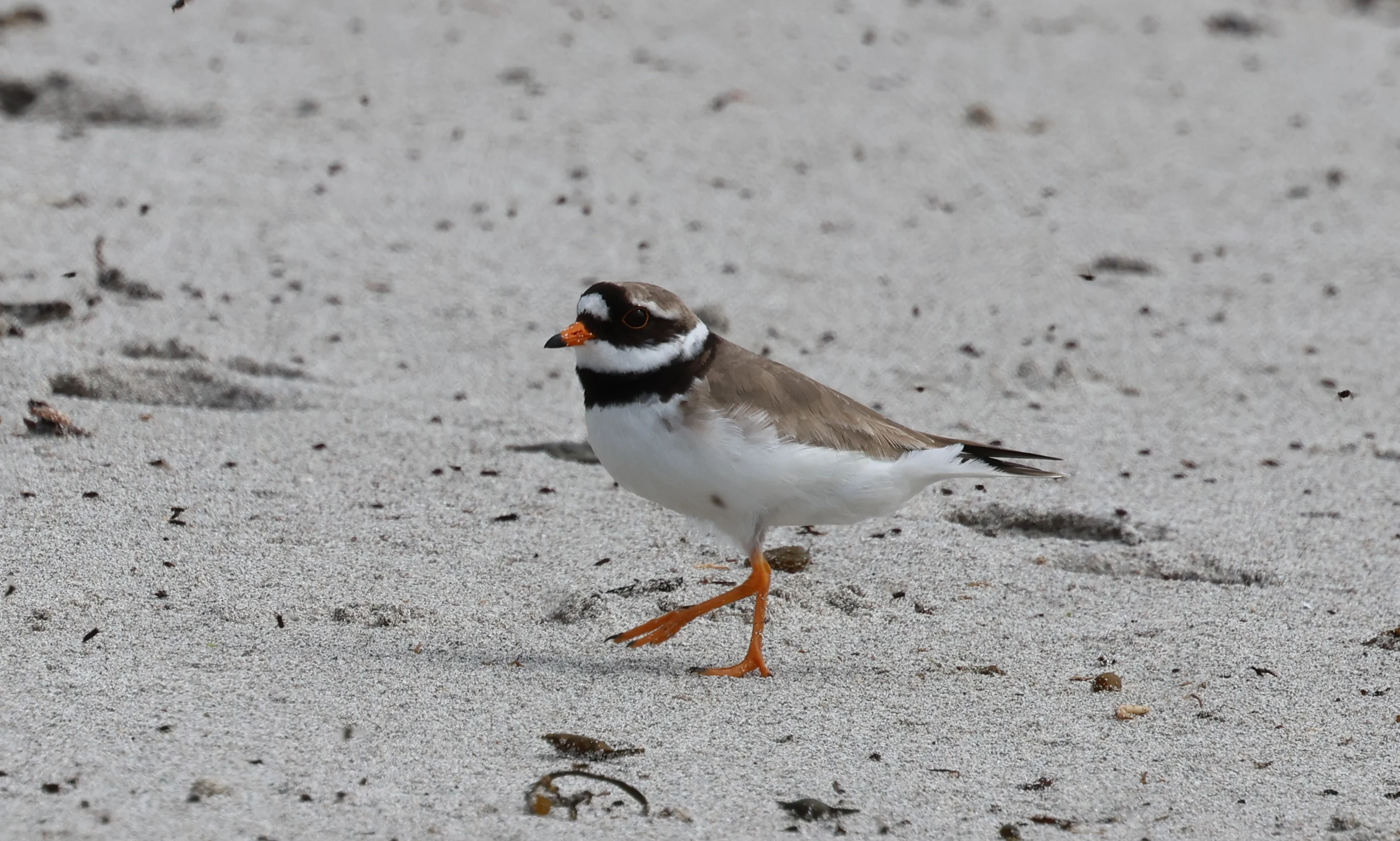 Common ringed plover, Mainland Orkney, Orkney, UK — photo by Adam Prugel-Bennett