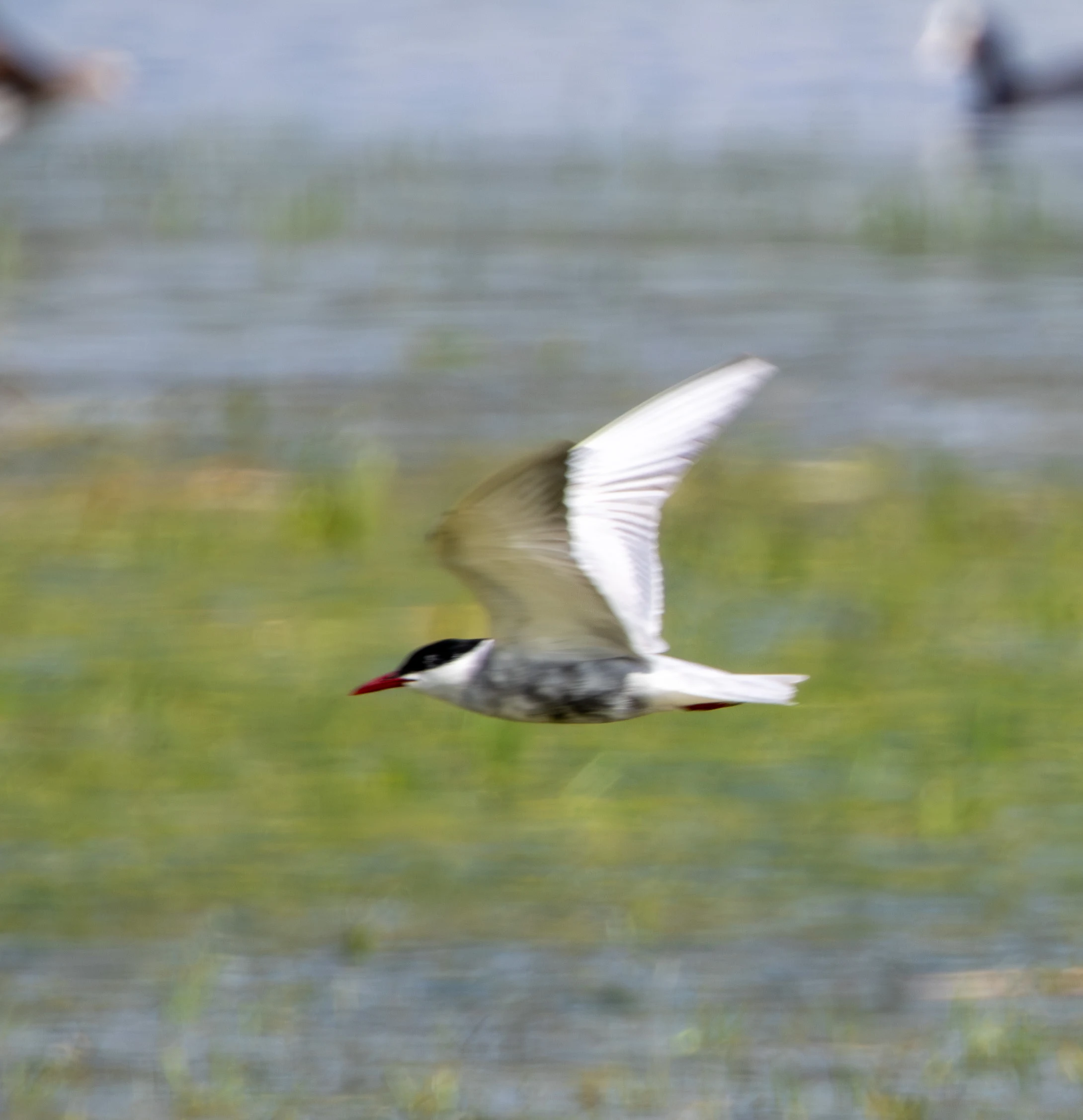 Common Tern, Danube Area, Romania — photo by Adam Prugel-Bennett