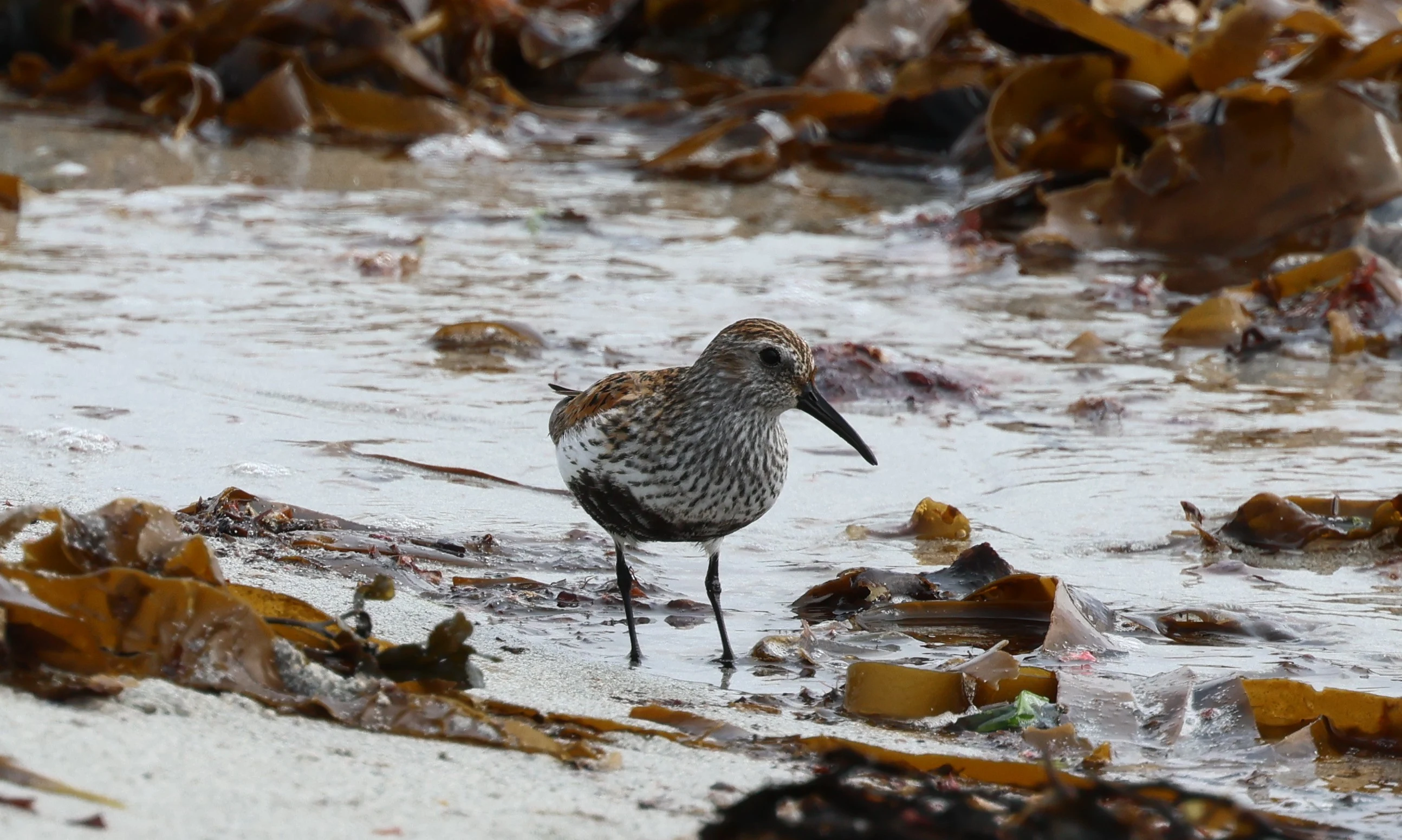 Dunlin in summer plumage, Mainland Orkney, Orkney, UK — photo by Adam Prugel-Bennett