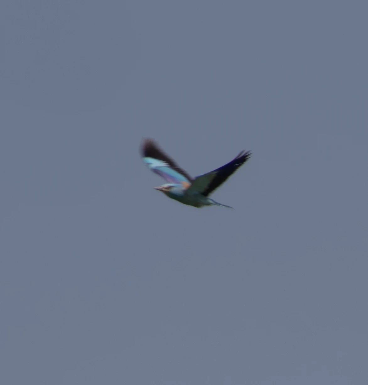 European Roller in flight, Danube Area, Romania — photo by Adam Prugel-Bennett