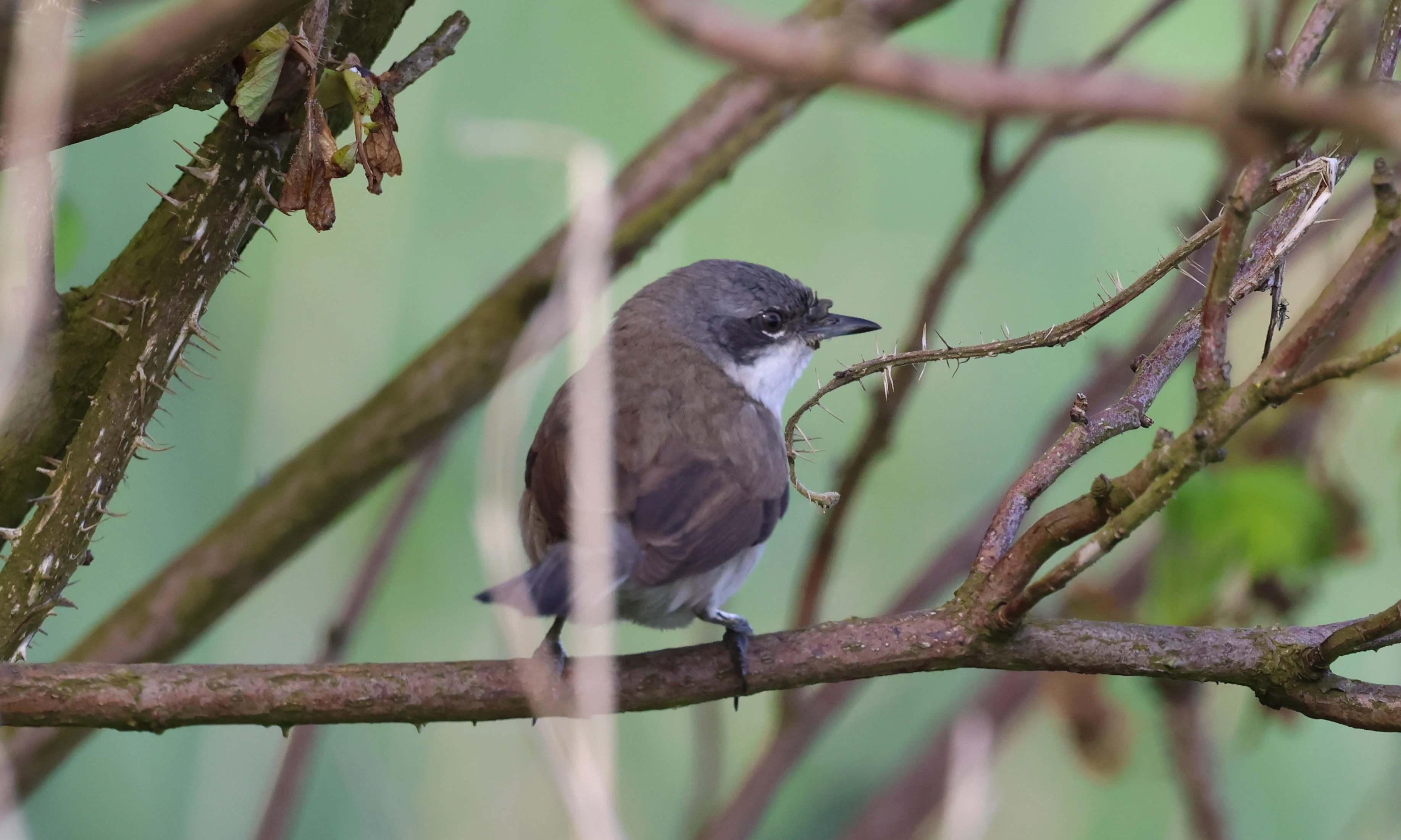 Lesser Whitethroat, Mainland Orkney, Orkney, UK — photo by Adam Prugel-Bennett