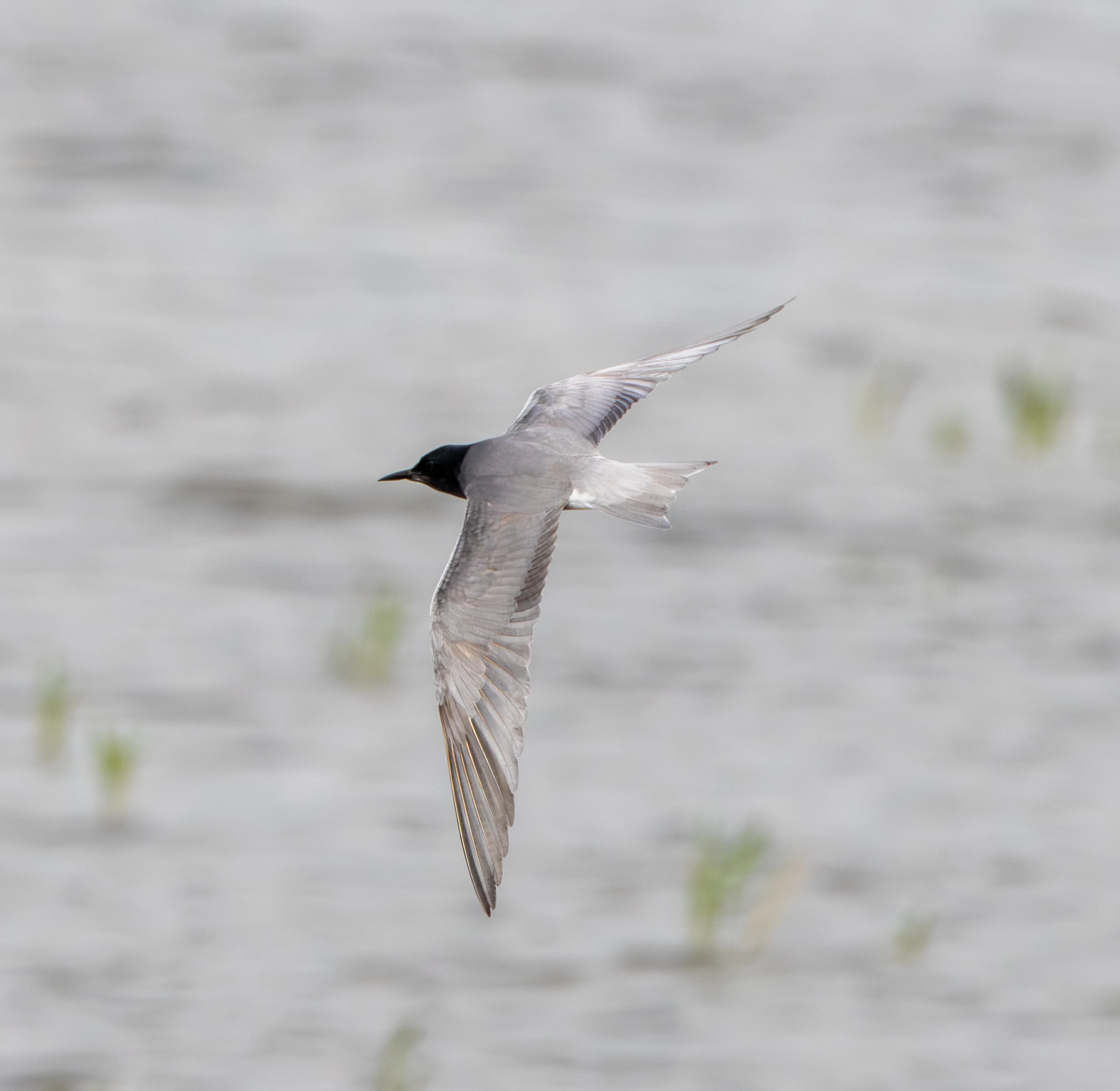 Whiskered Tern, Danube Area, Romania — photo by Adam Prugel-Bennett