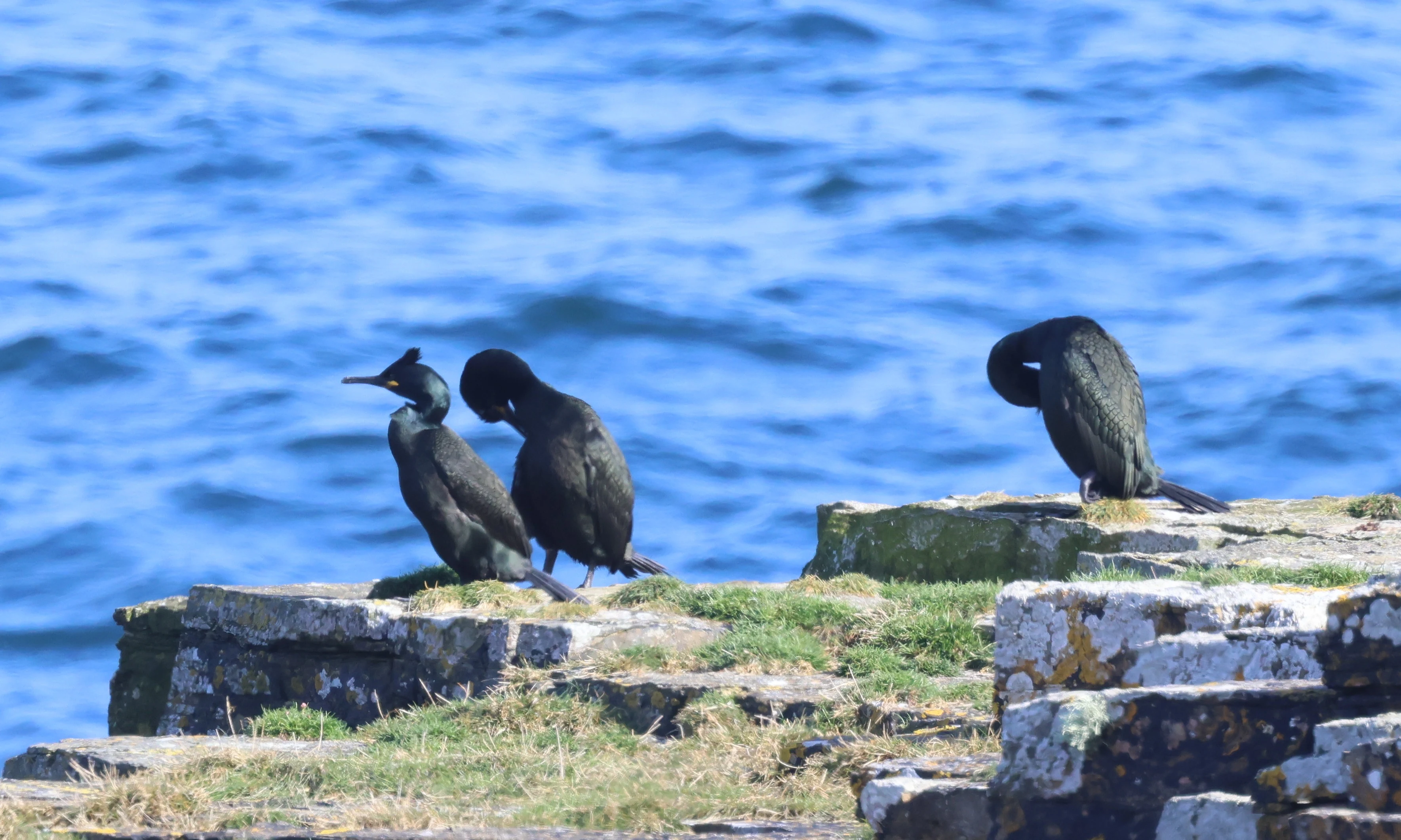 Shag, Mainland Orkney, Orkney, UK — photo by Adam Prugel-Bennett