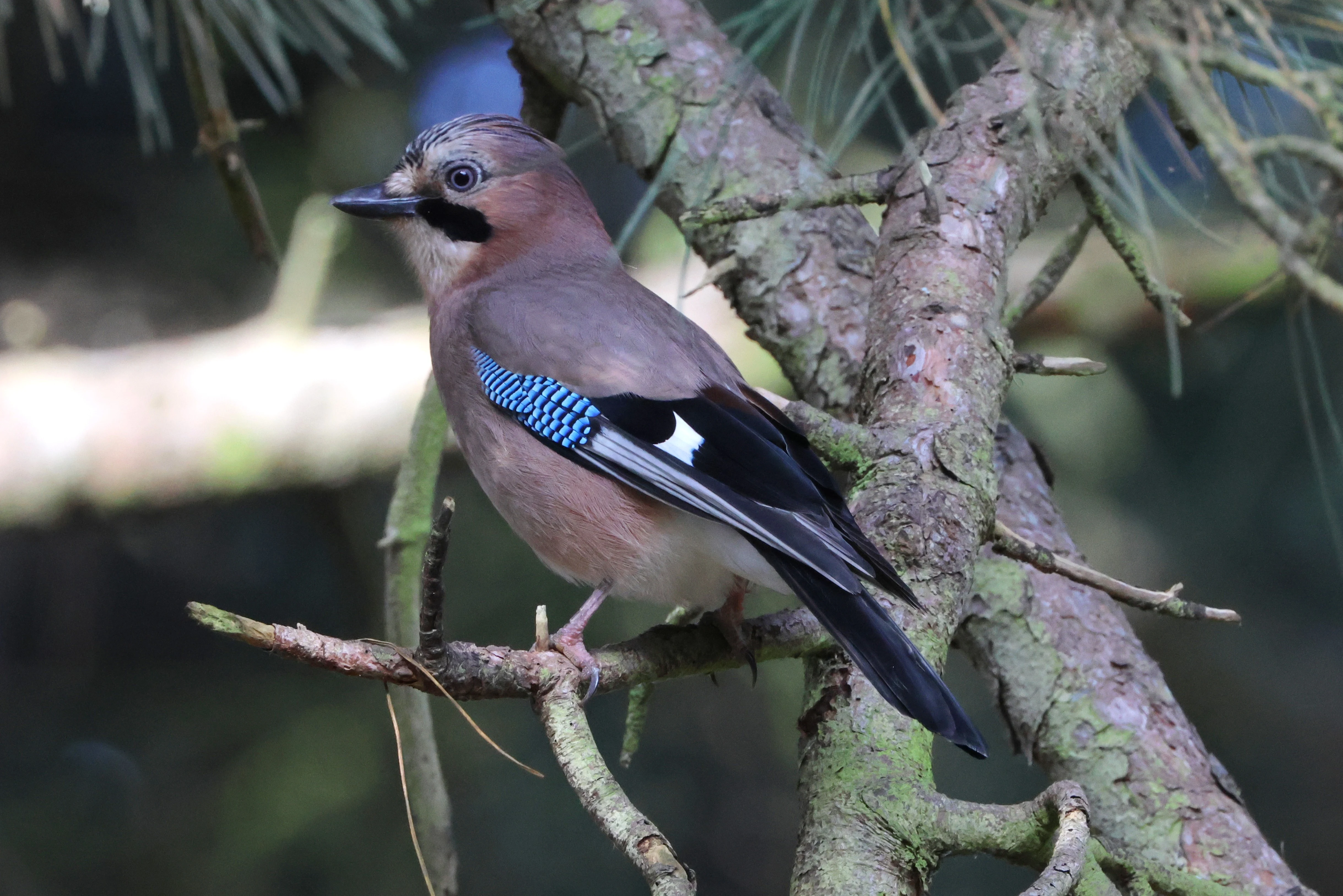 Jay, North Norfolk, Norfolk, UK — photo by Adam Prugel-Bennett