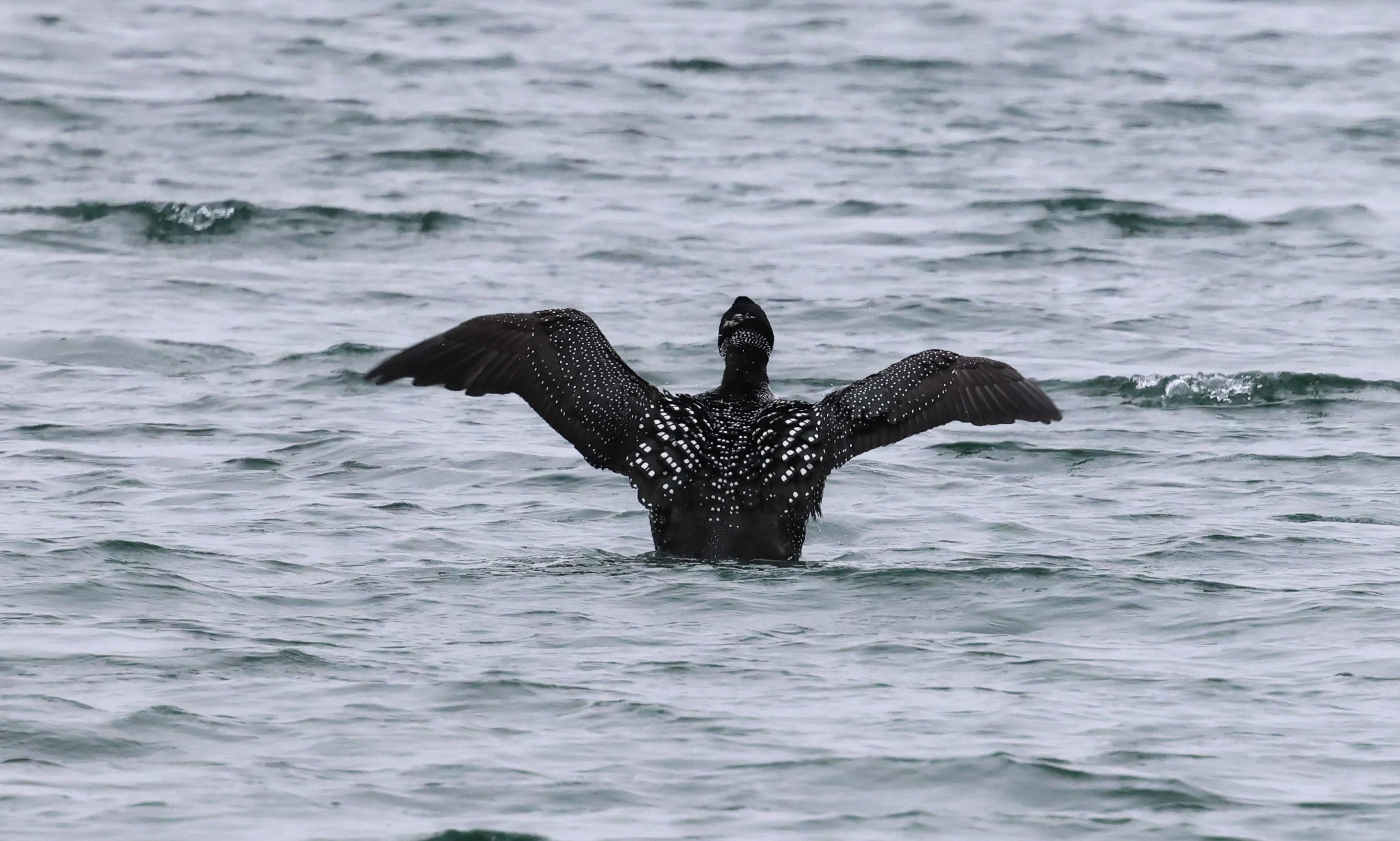 Black-throated Diver, Mainland Orkney, Orkney, UK — photo by Adam Prugel-Bennett