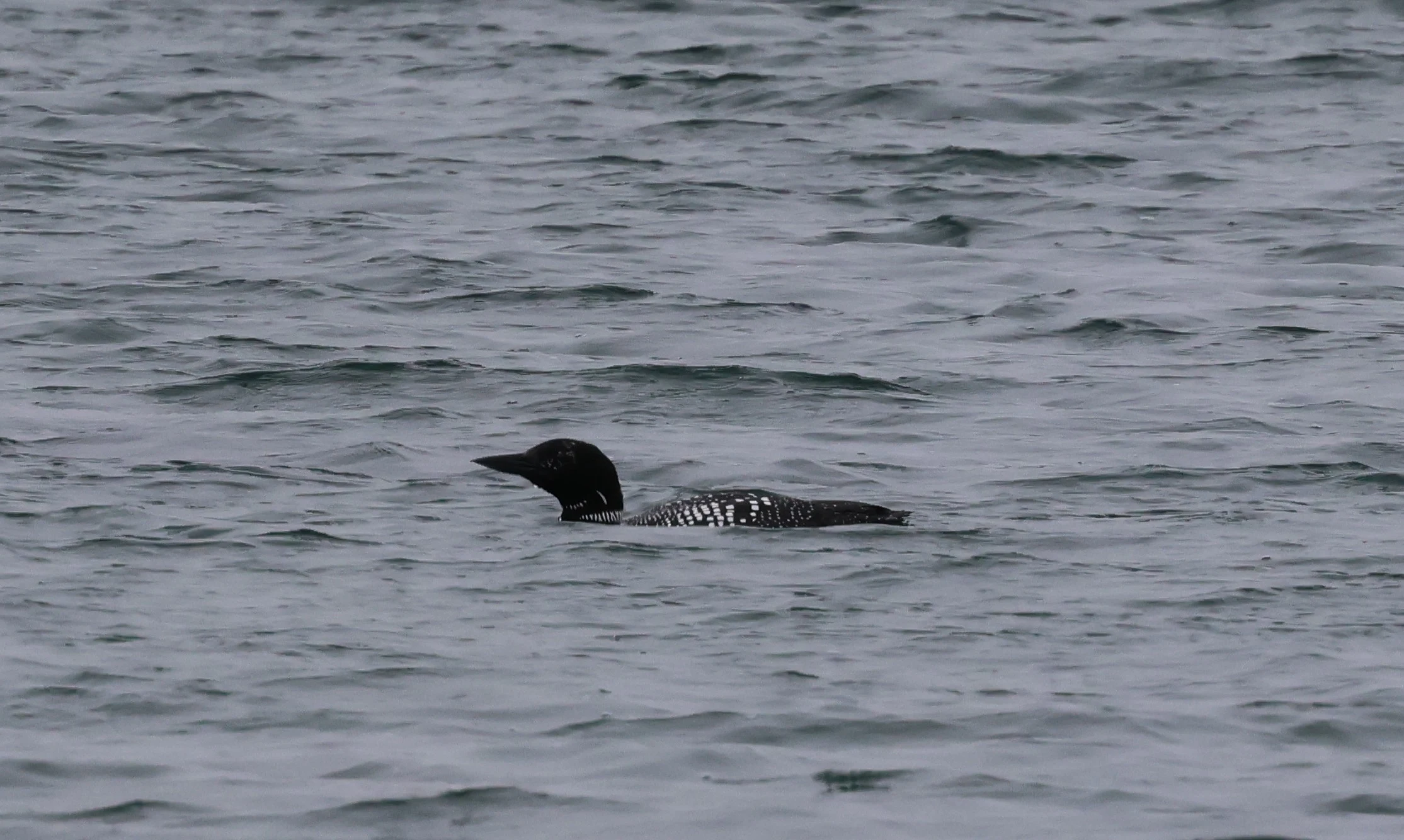 Black-throated Diver, Mainland Orkney, Orkney, UK — photo by Adam Prugel-Bennett