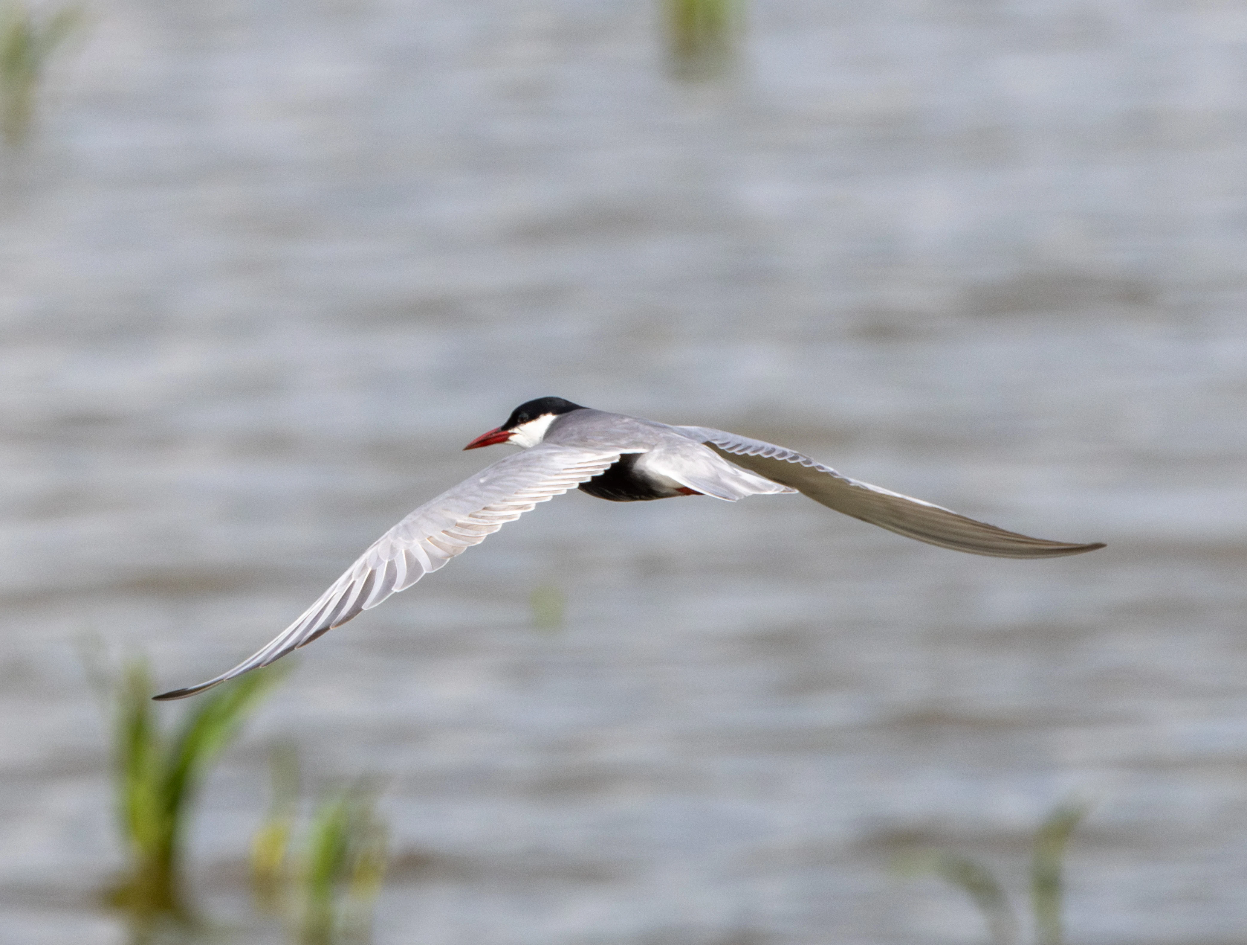 Whiskered Tern, Danube Area, Romania — photo by Adam Prugel-Bennett