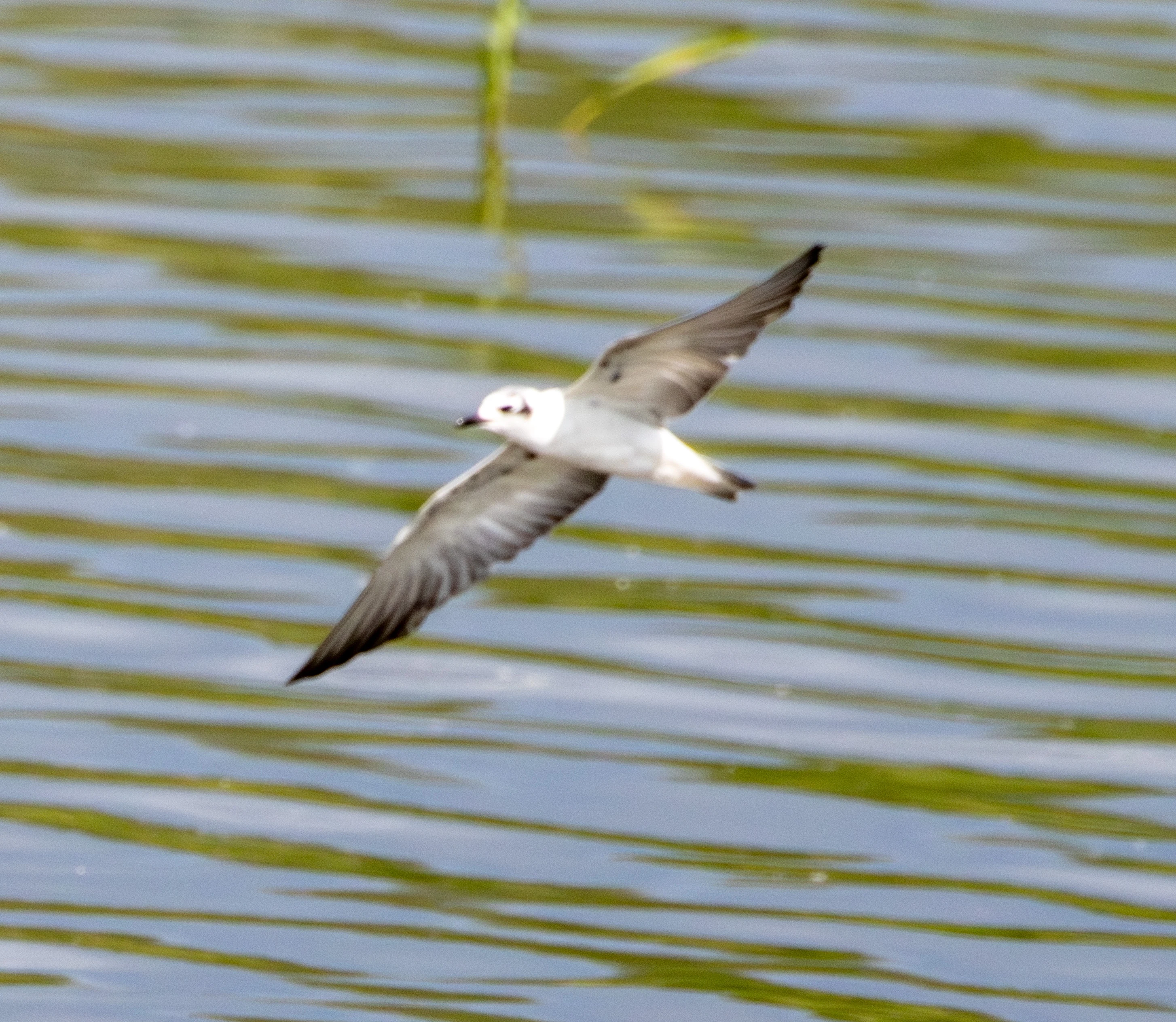Little Gull in flight, Danube Area, Romania — photo by Adam Prugel-Bennett