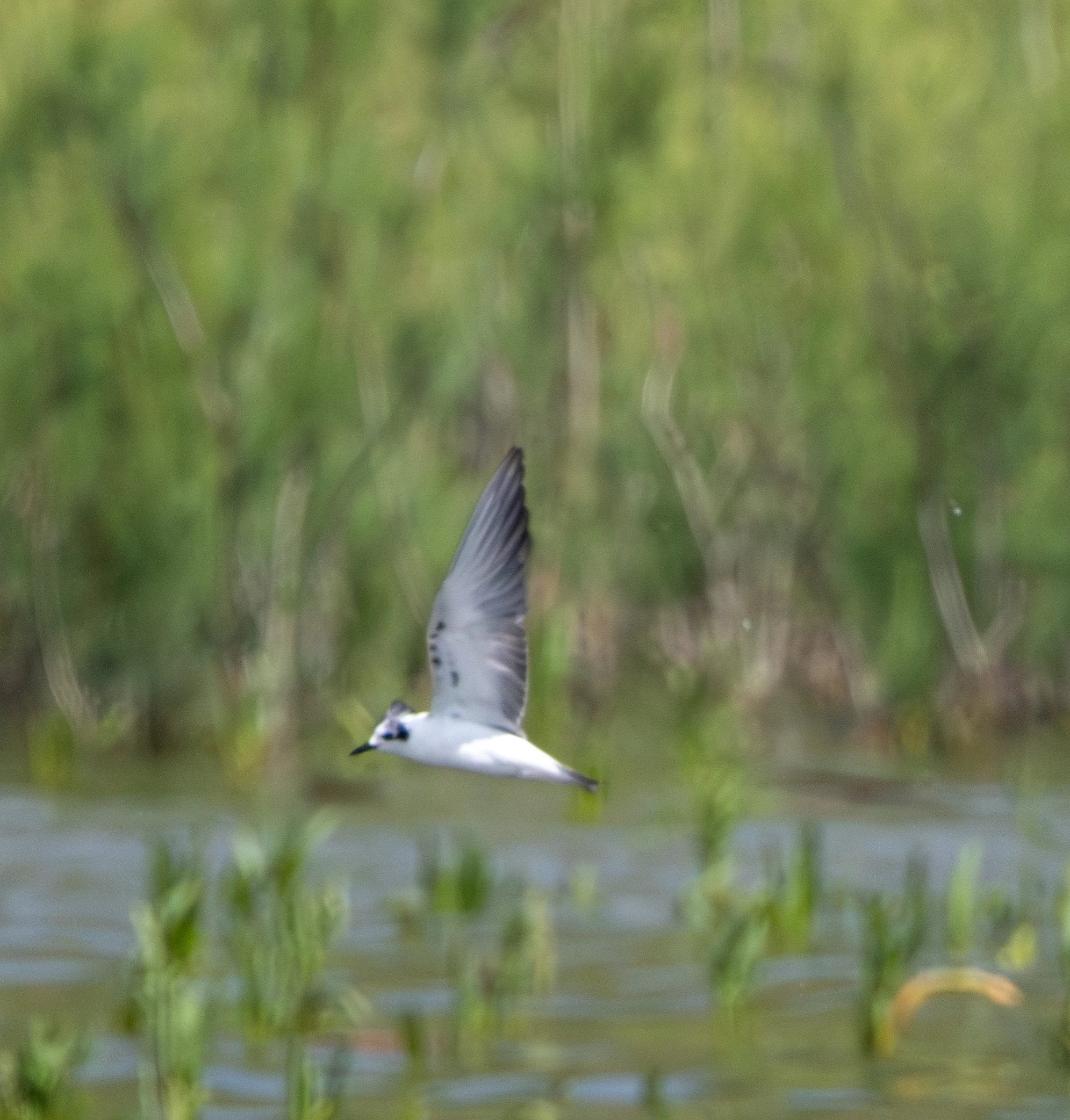 Black Tern, Danube Area, Romania — photo by Adam Prugel-Bennett