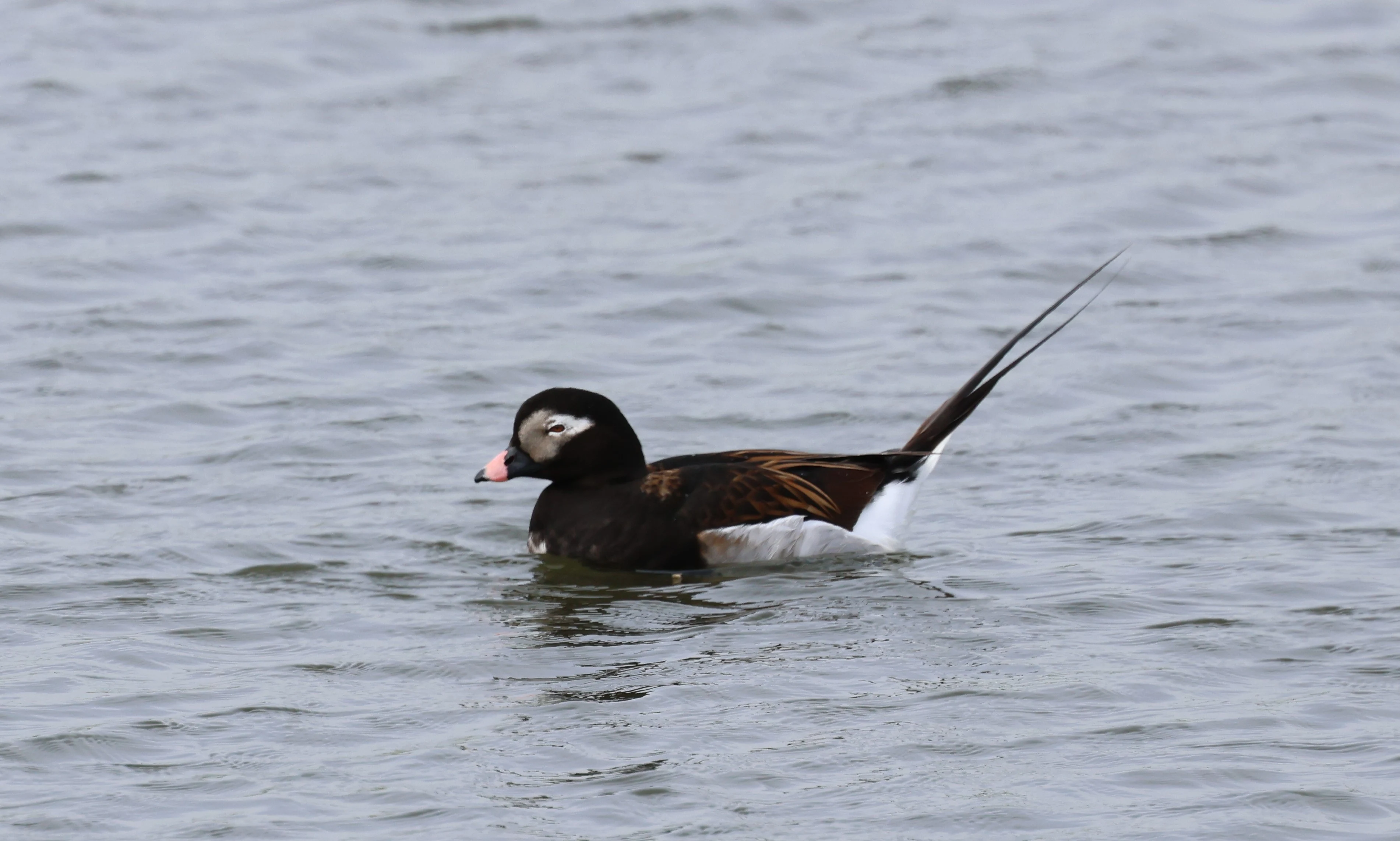 Long-tailed Duck, Mainland Orkney, Orkney, UK — photo by Adam Prugel-Bennett