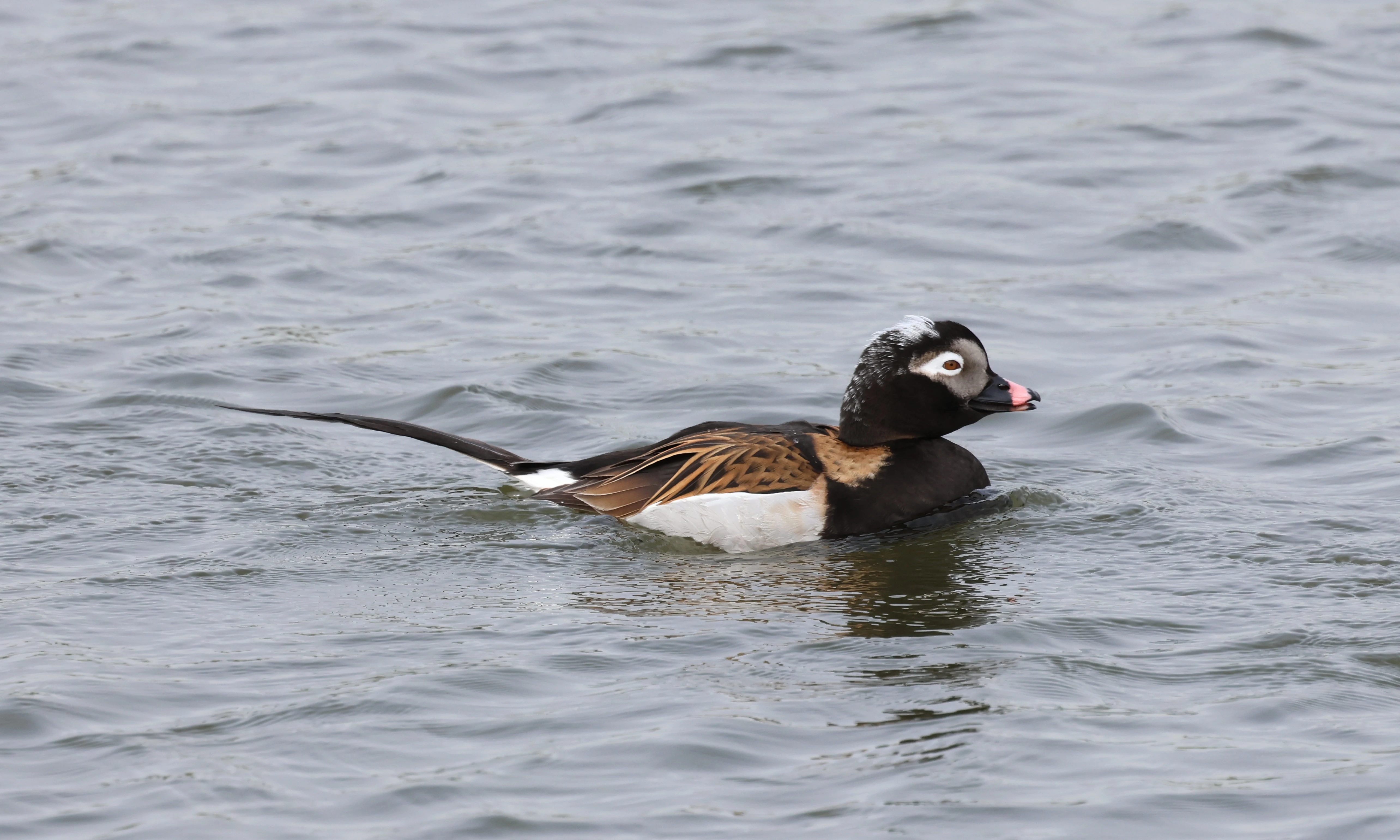 Long-tailed Duck, Mainland Orkney, Orkney, UK — photo by Adam Prugel-Bennett