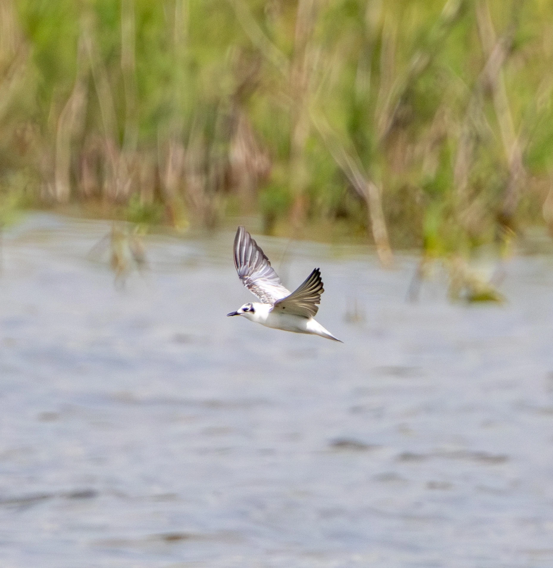 Whiskered Tern in flight, Danube Area, Romania — photo by Adam Prugel-Bennett