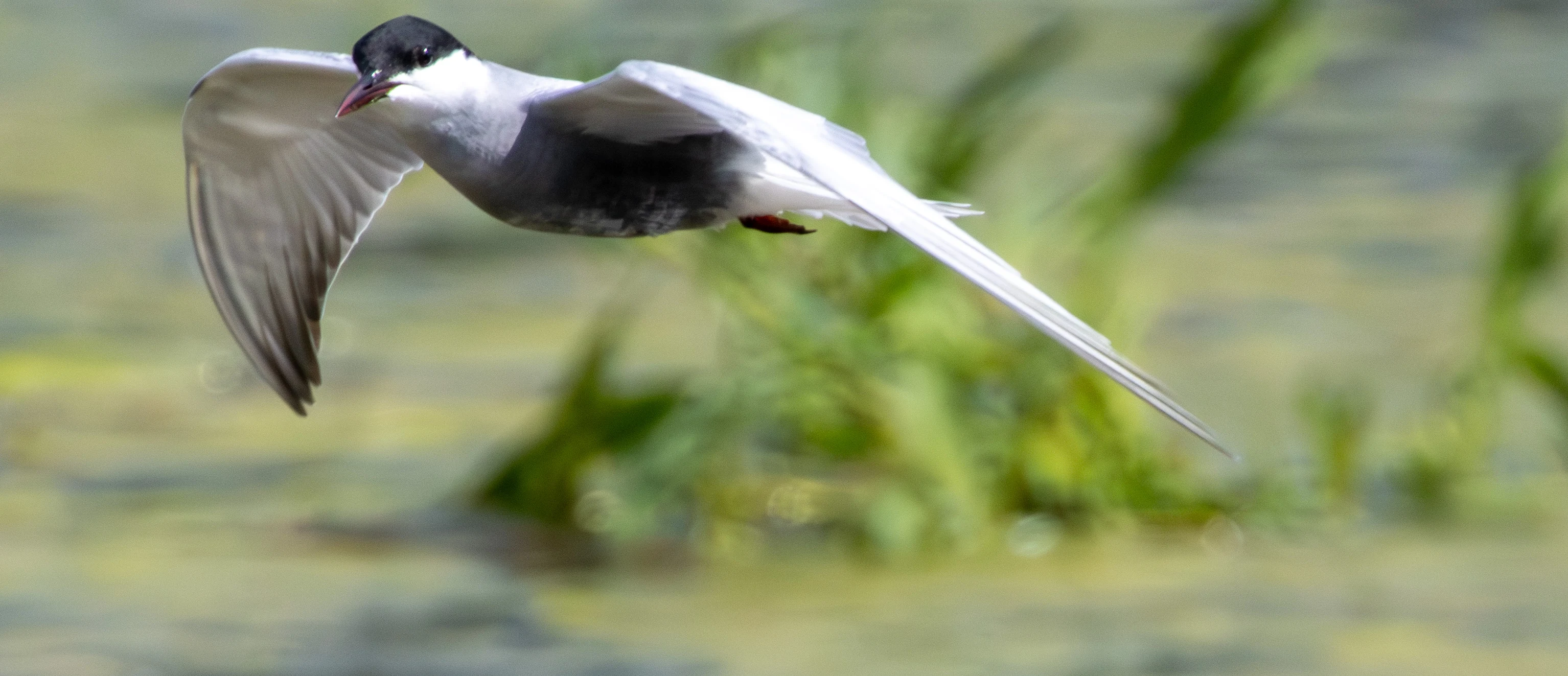 Whiskered Tern in flight, Danube Area, Romania — photo by Adam Prugel-Bennett