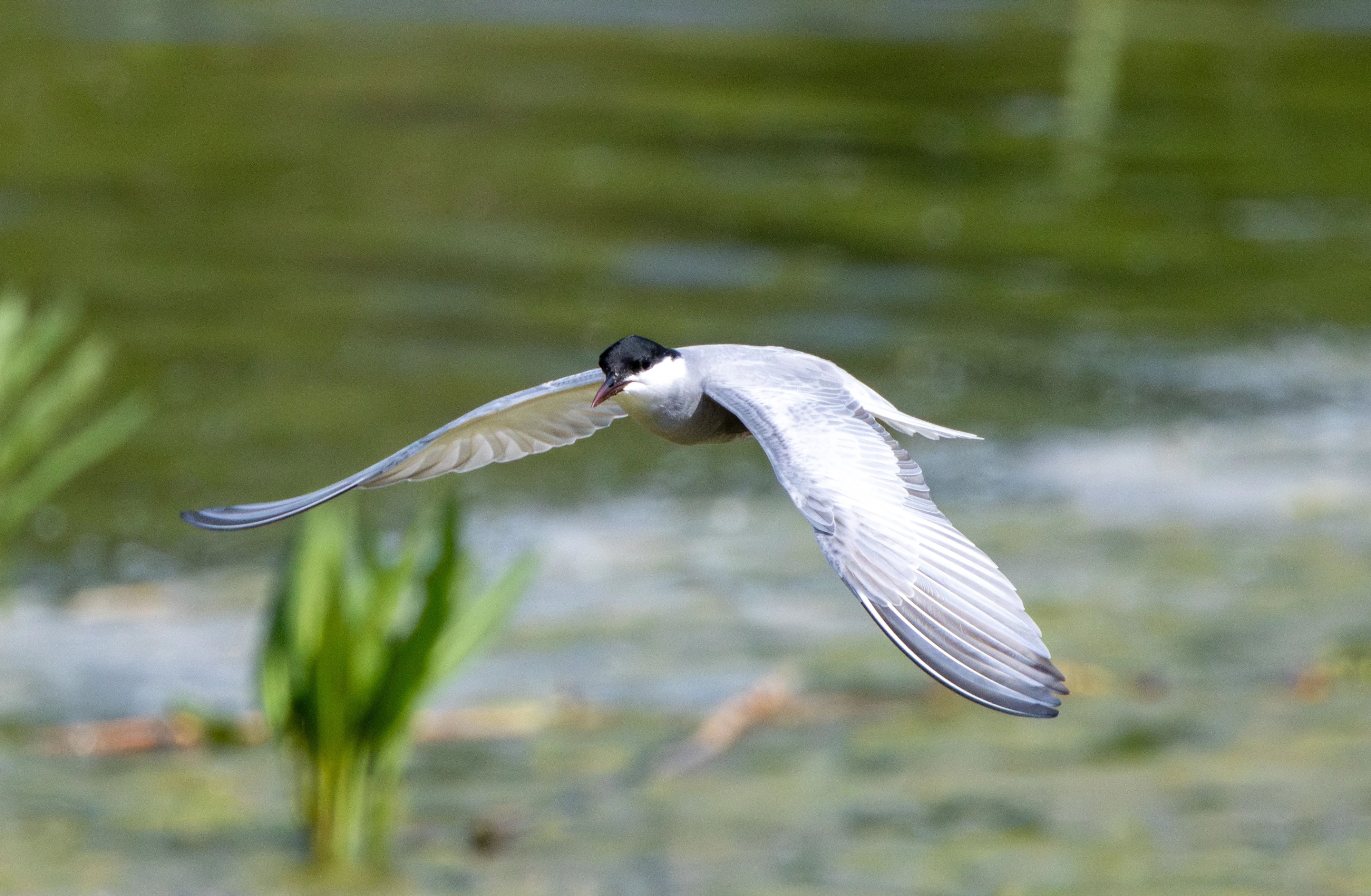 Whiskered Tern in flight, Danube Area, Romania — photo by Adam Prugel-Bennett